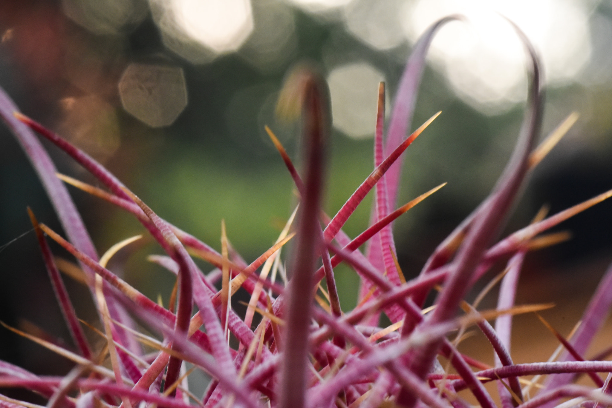 Cosina AF 100mm F3.5 Macro sample photo. Cactus photography