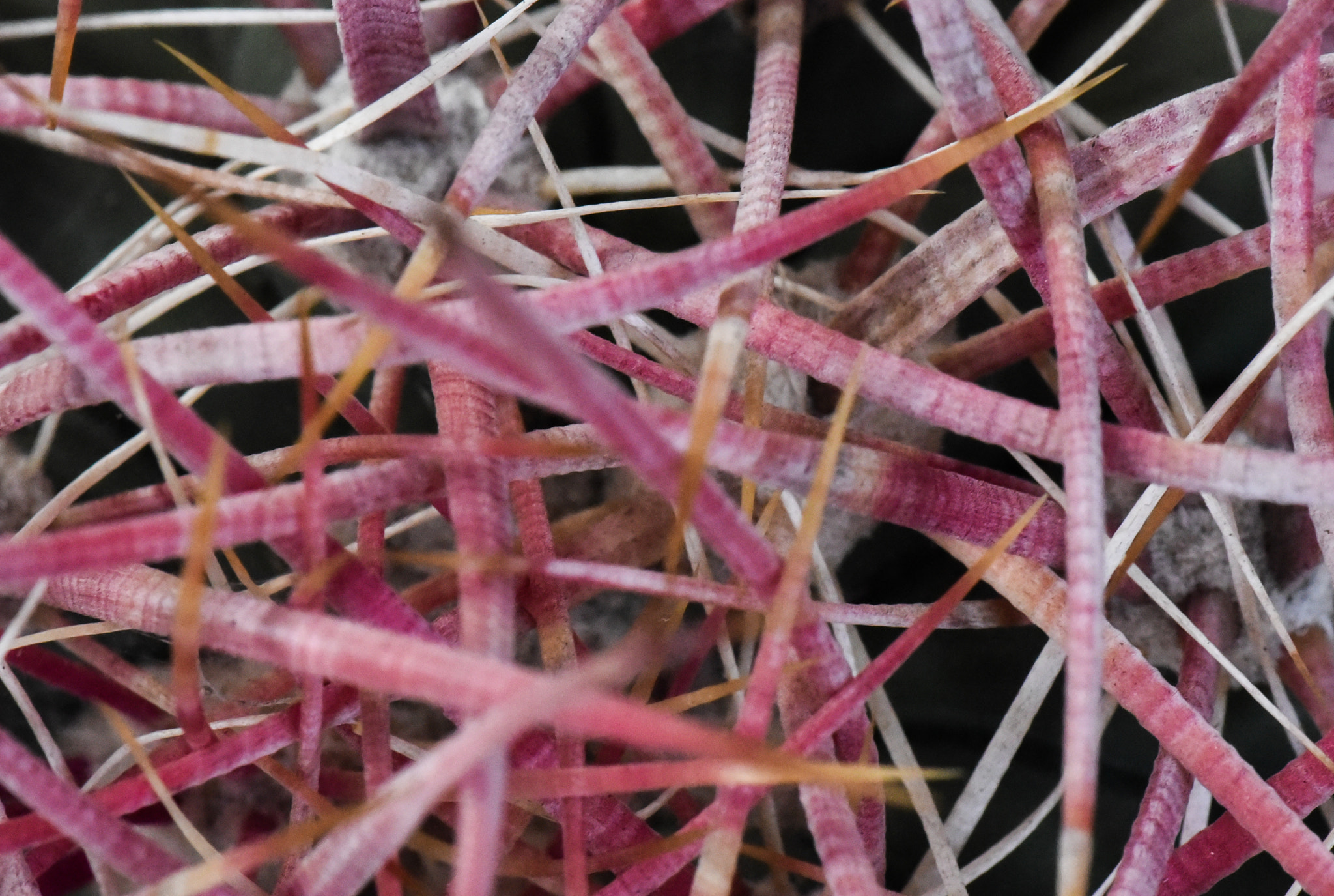 Cosina AF 100mm F3.5 Macro sample photo. Cactus photography
