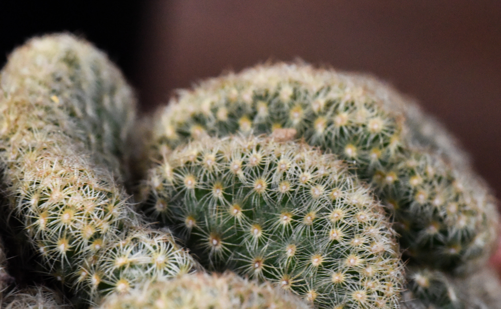 Cosina AF 100mm F3.5 Macro sample photo. Cactus photography