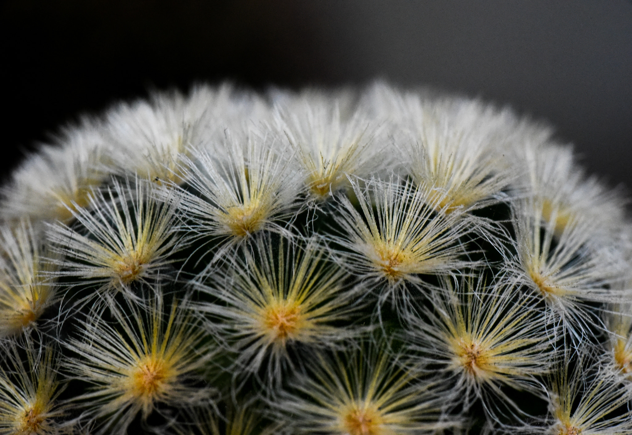 Cosina AF 100mm F3.5 Macro sample photo. Cactus photography