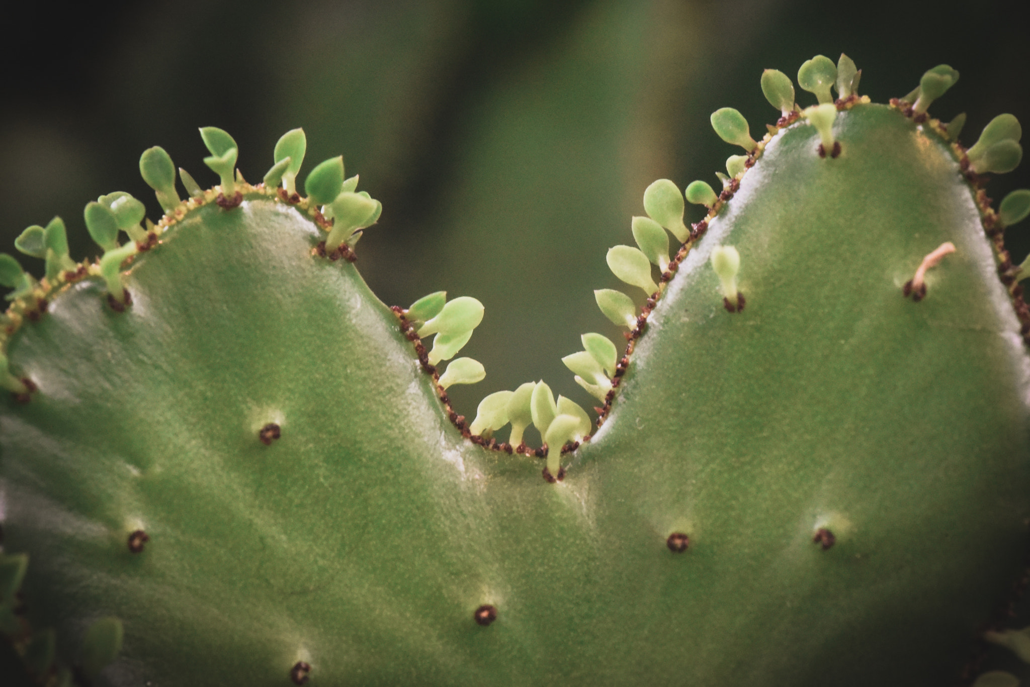 Cosina AF 100mm F3.5 Macro sample photo. Cactus photography