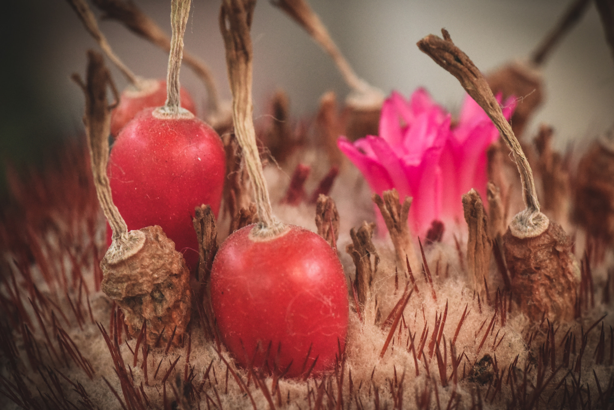 Cosina AF 100mm F3.5 Macro sample photo. Cactus photography