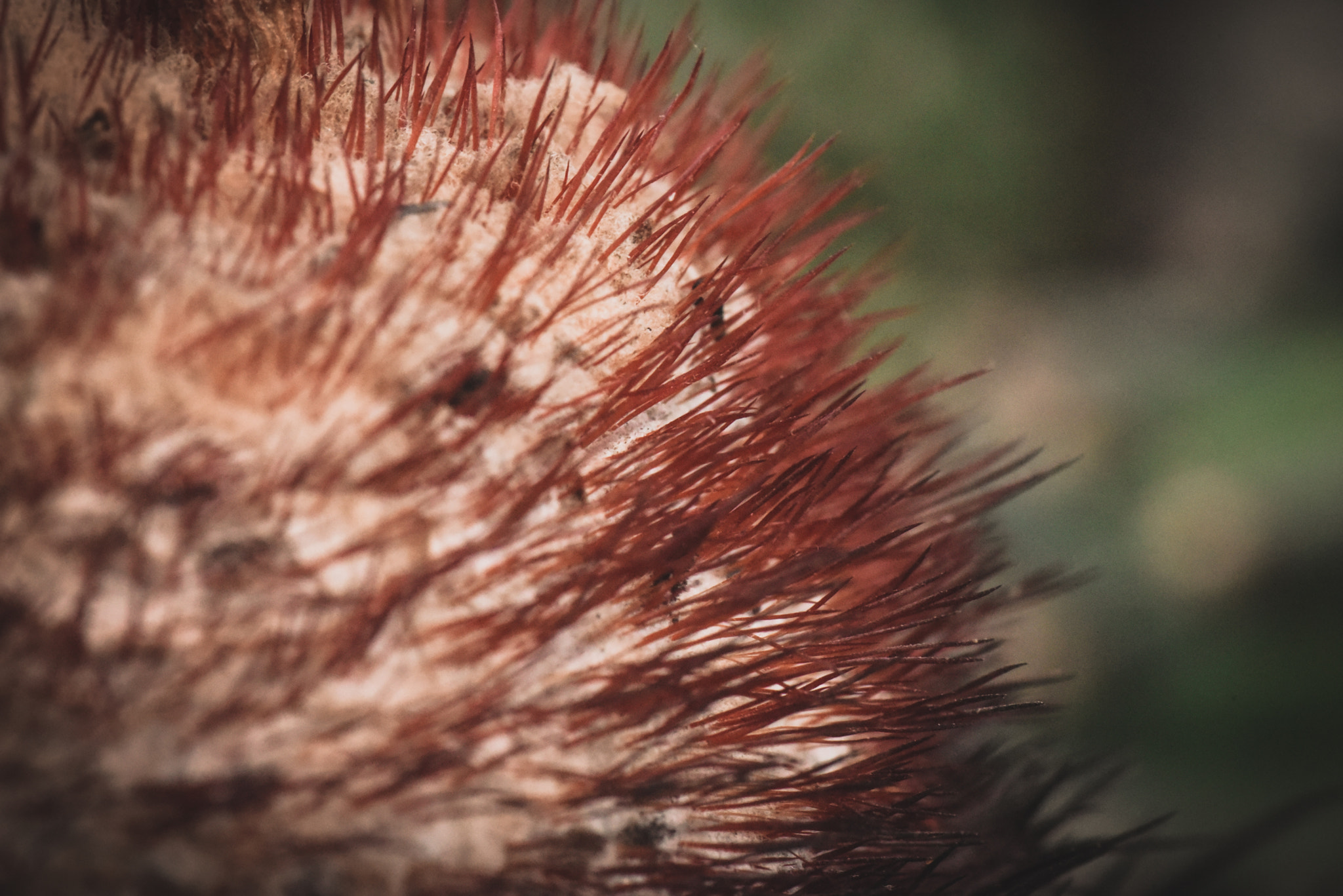 Cosina AF 100mm F3.5 Macro sample photo. Cactus photography
