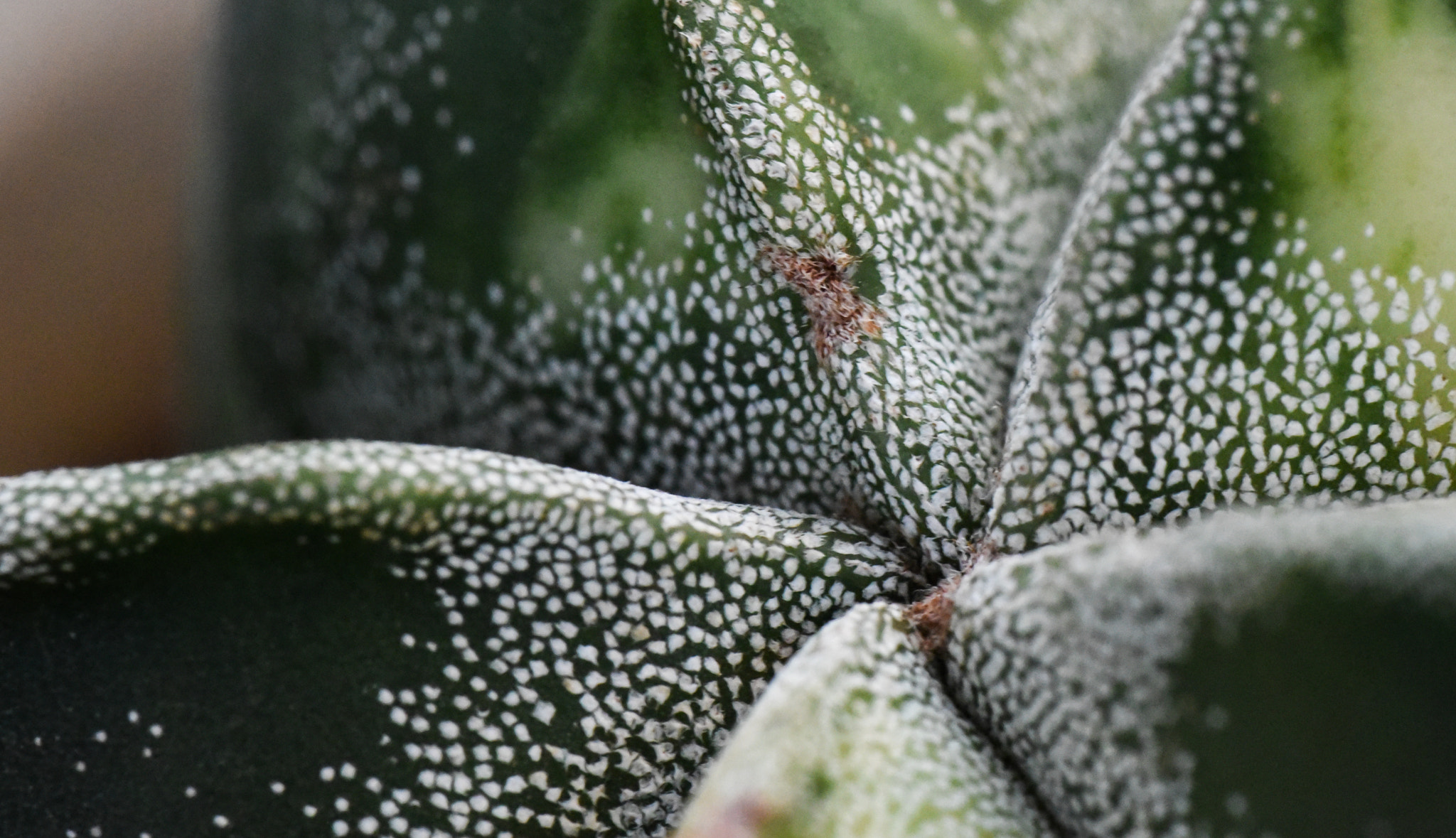Cosina AF 100mm F3.5 Macro sample photo. Cactus photography
