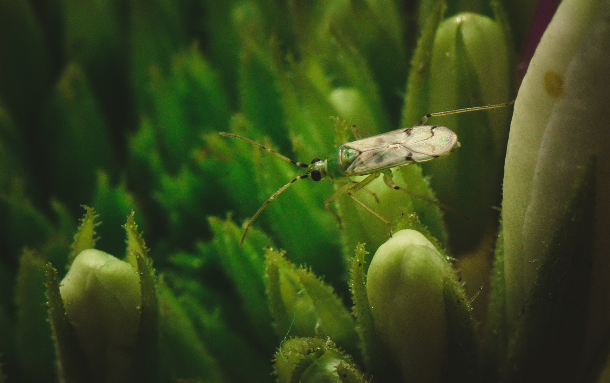 Cosina AF 100mm F3.5 Macro sample photo. Cactus photography
