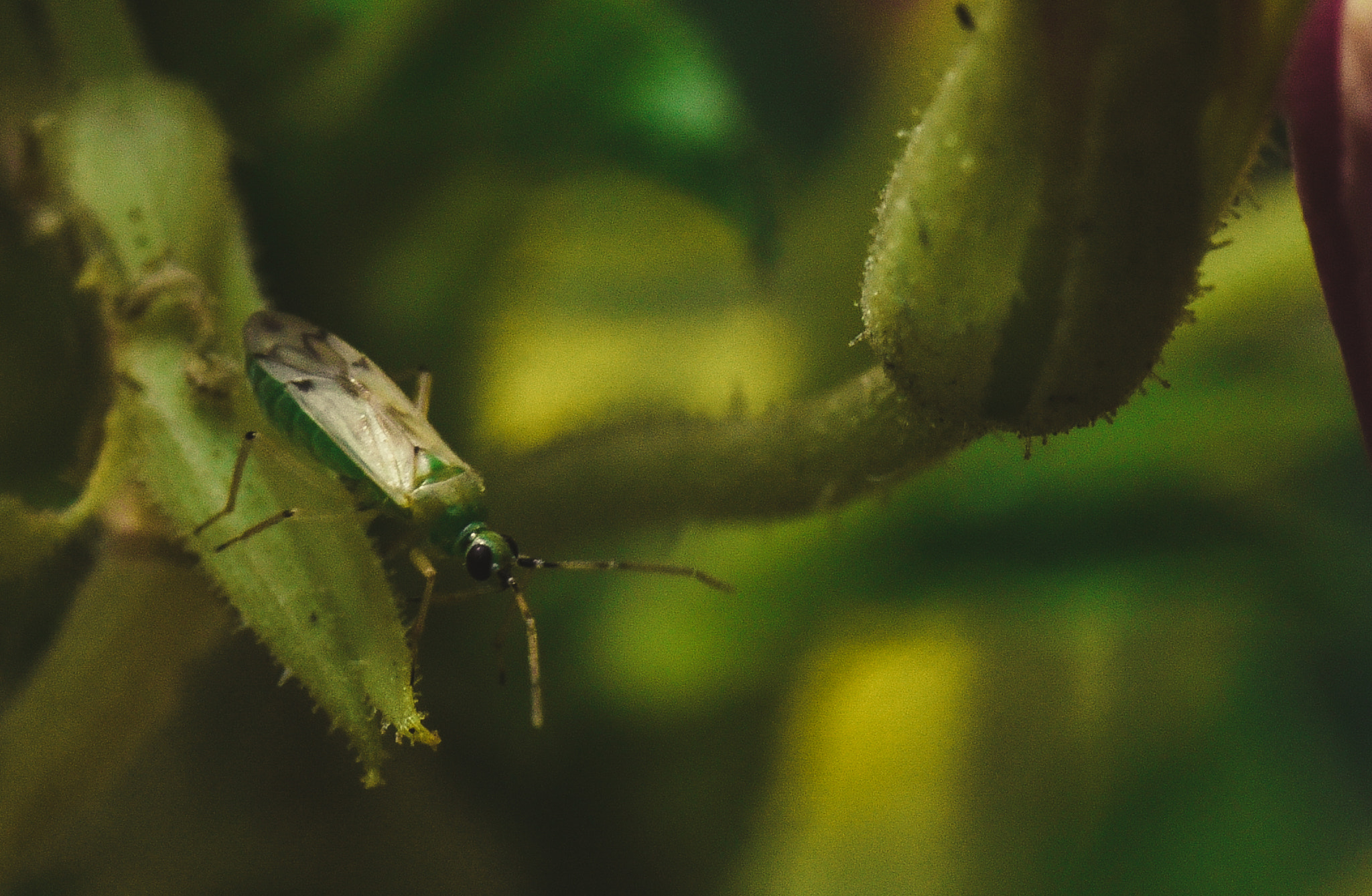 Cosina AF 100mm F3.5 Macro sample photo. Cactus photography