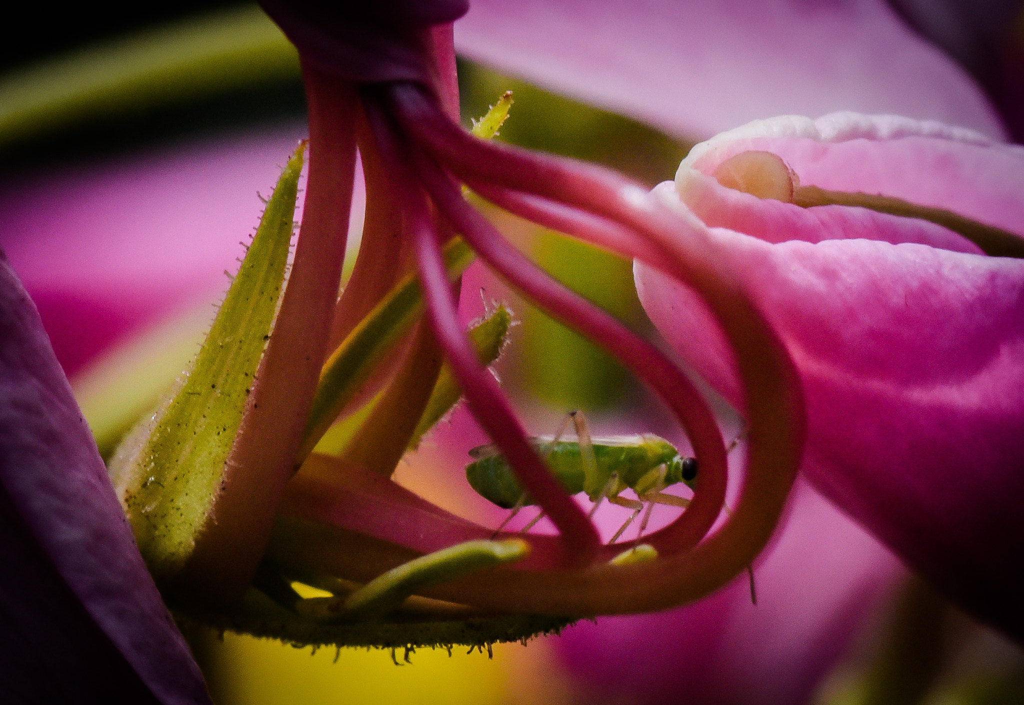 Cosina AF 100mm F3.5 Macro sample photo. Cactus photography