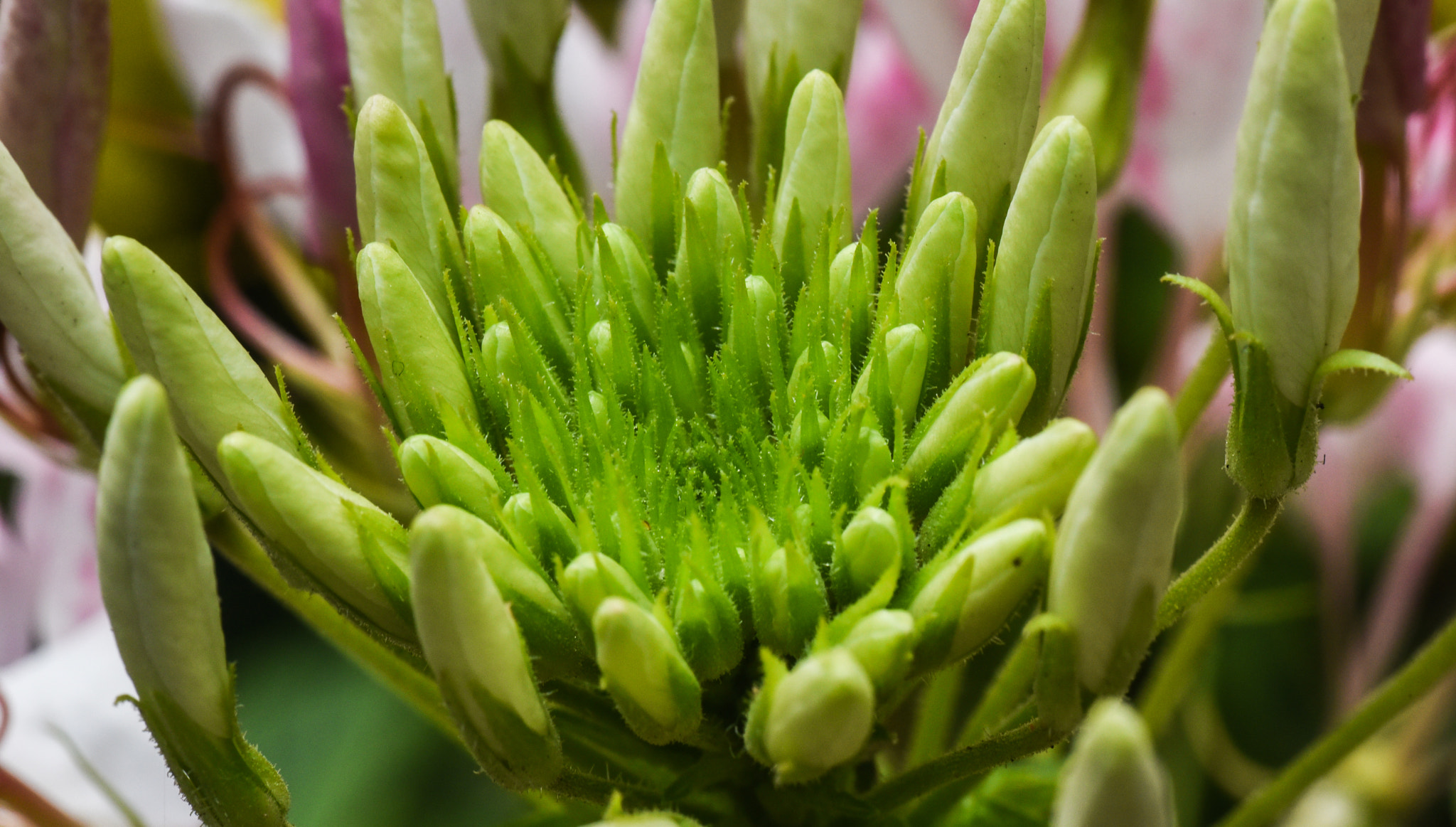 Cosina AF 100mm F3.5 Macro sample photo. Cactus photography