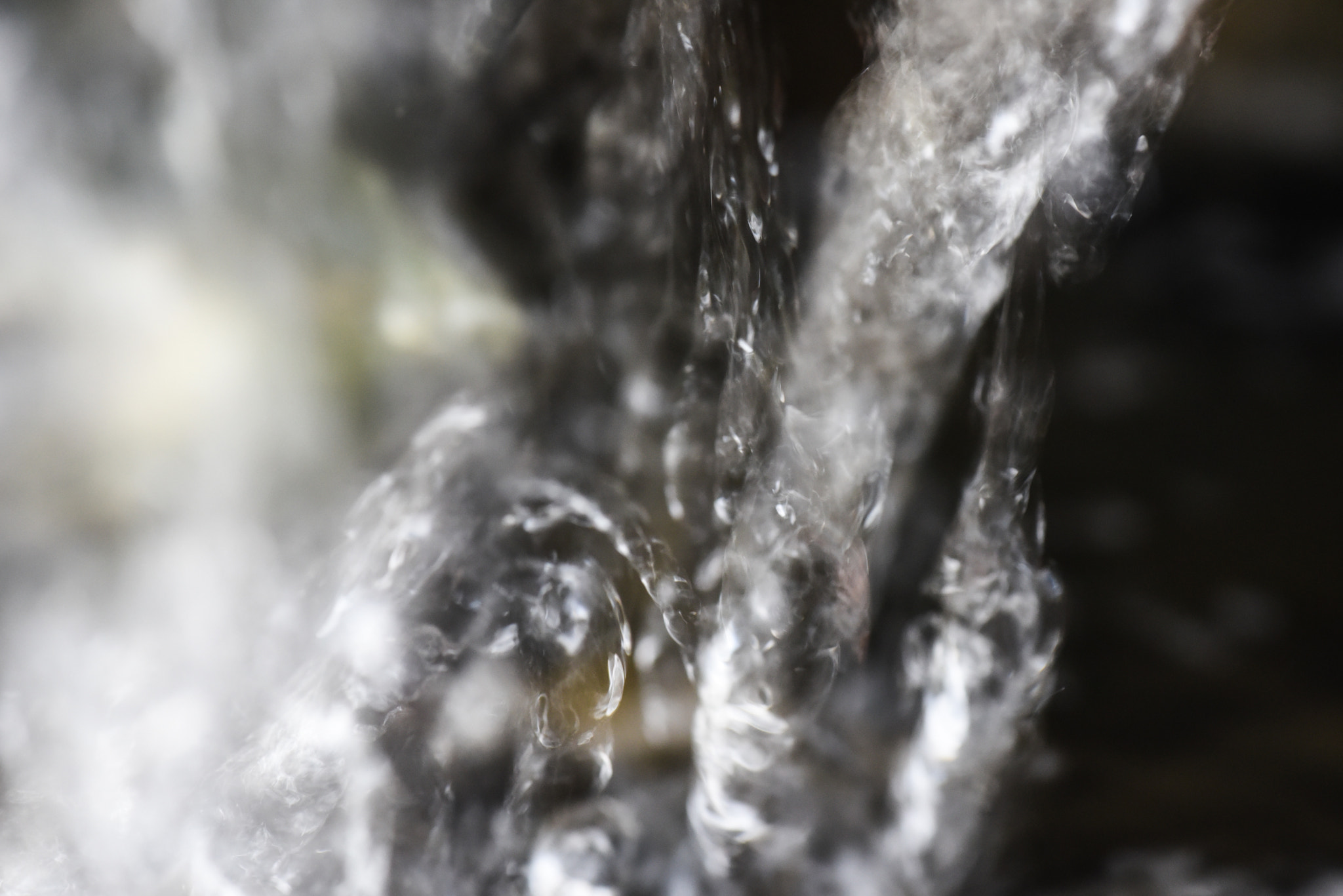 Cosina AF 100mm F3.5 Macro sample photo. Cactus photography