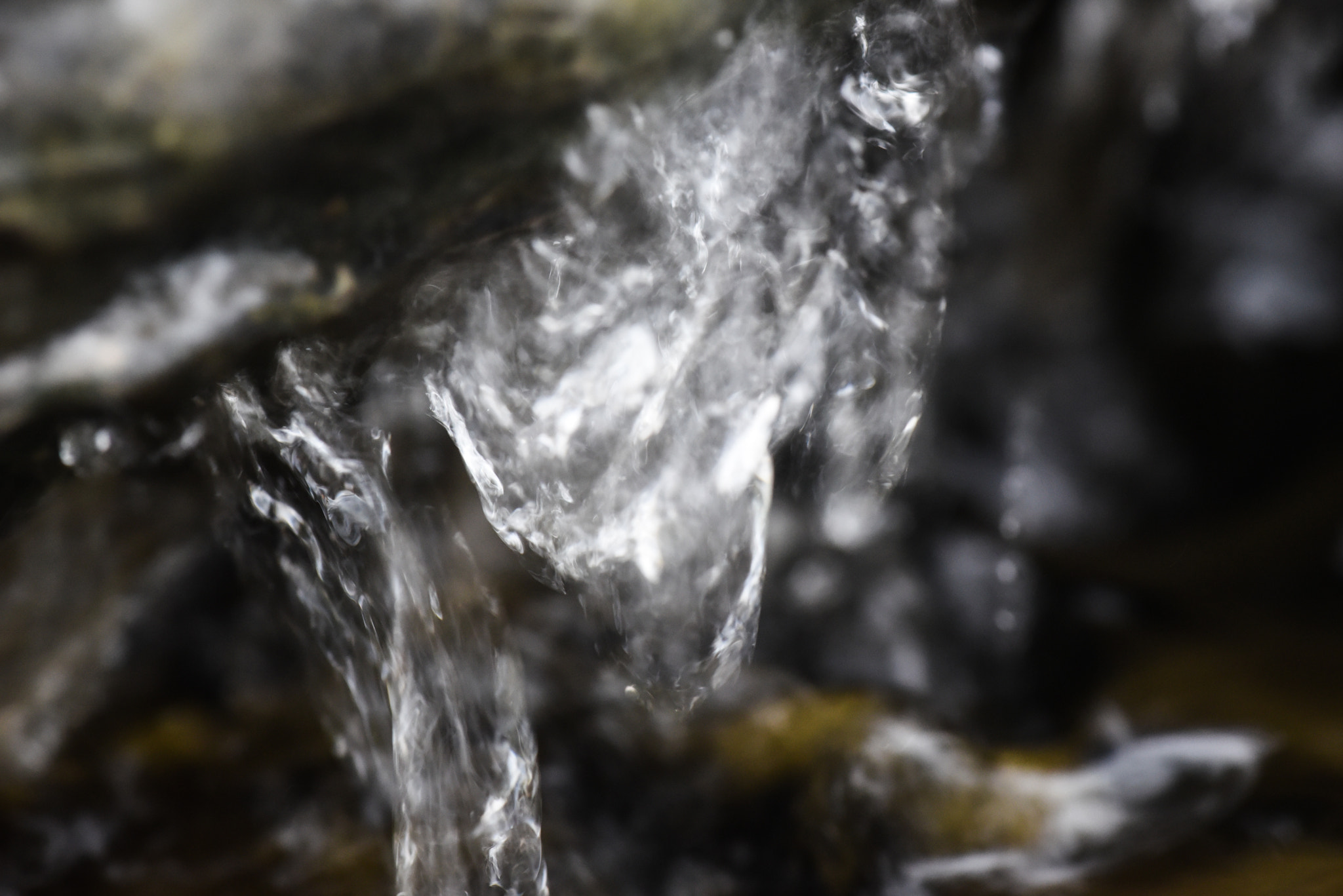 Cosina AF 100mm F3.5 Macro sample photo. Cactus photography