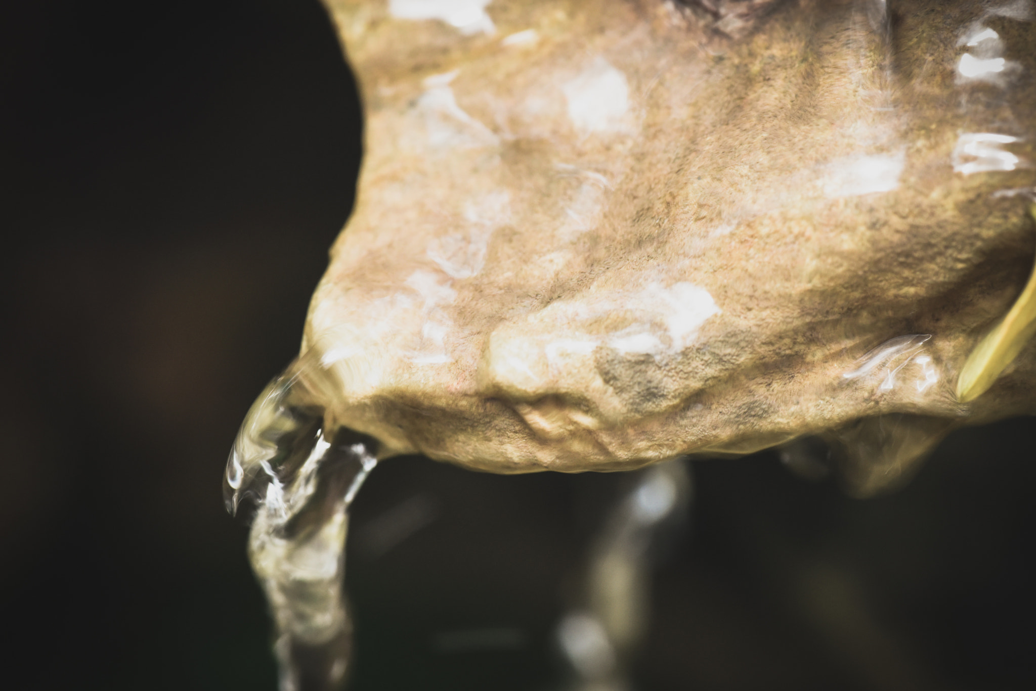 Cosina AF 100mm F3.5 Macro sample photo. Cactus photography