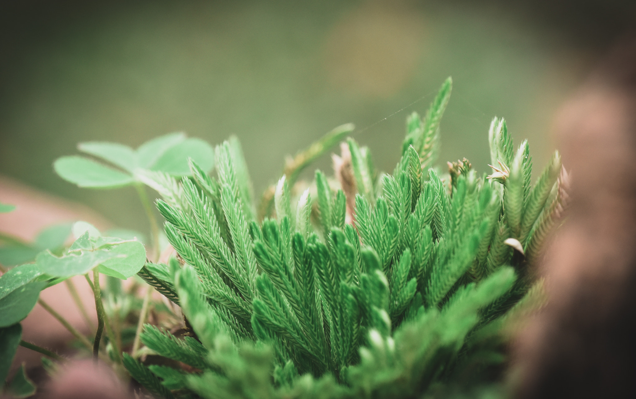 Cosina AF 100mm F3.5 Macro sample photo. Cactus photography