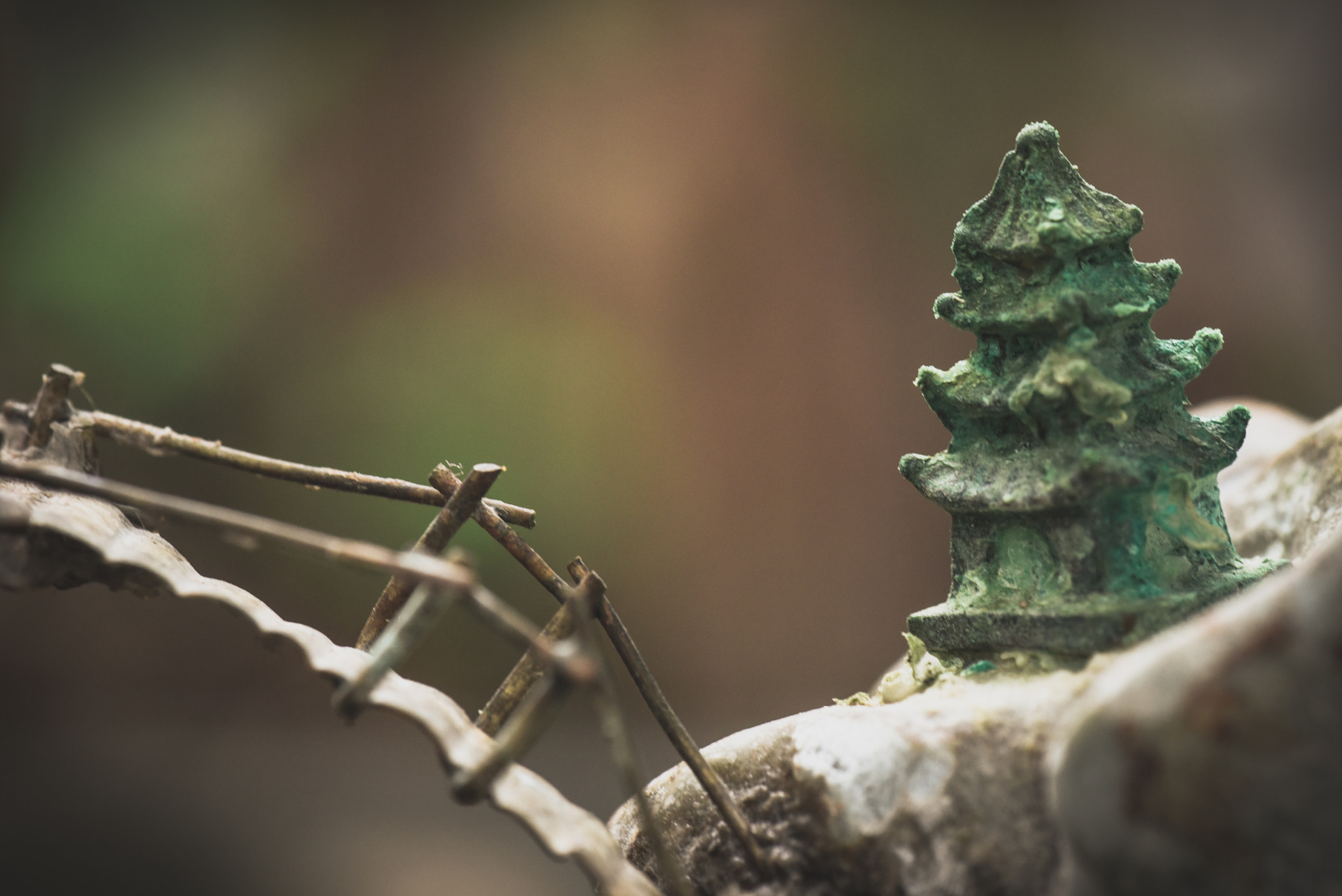 Cosina AF 100mm F3.5 Macro sample photo. Cactus photography