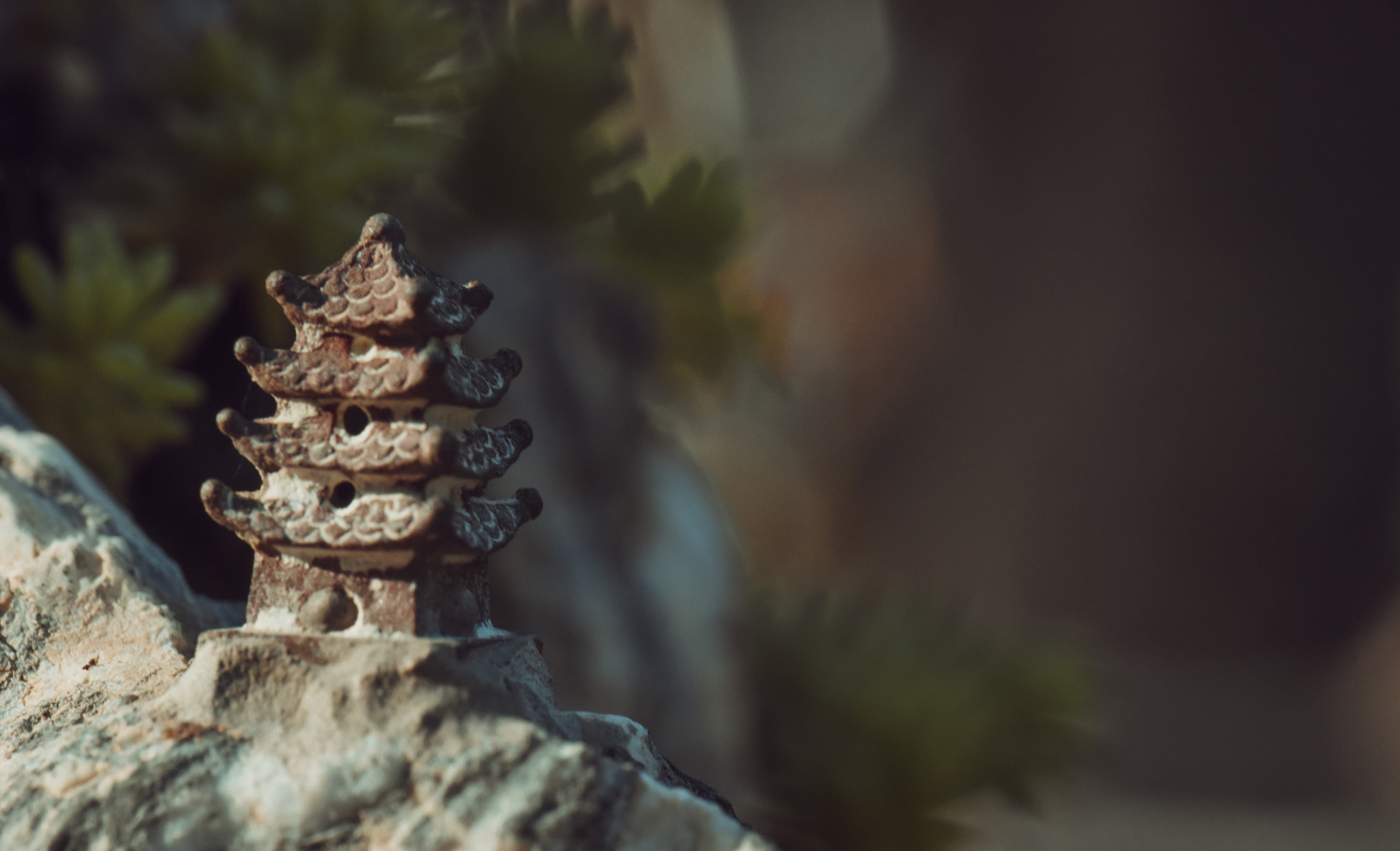 Cosina AF 100mm F3.5 Macro sample photo. Cactus photography