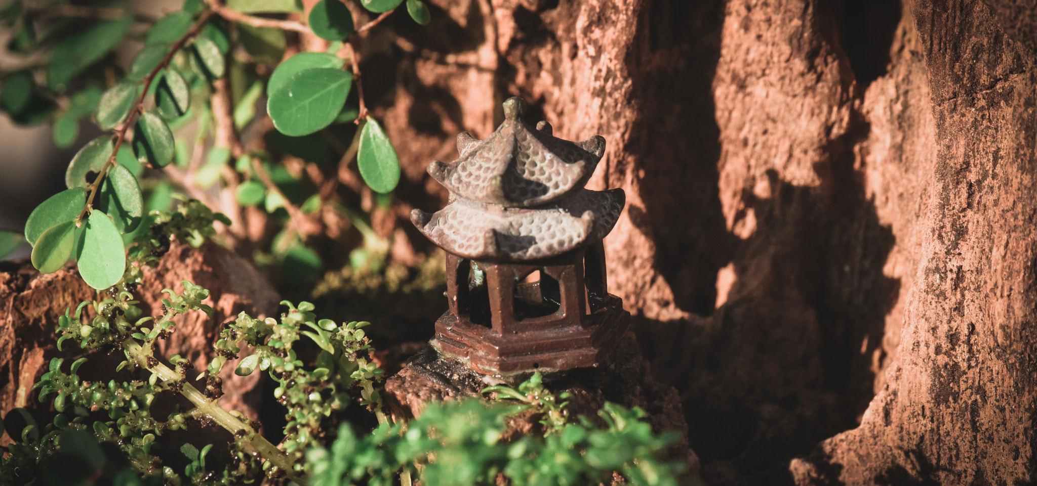 Cosina AF 100mm F3.5 Macro sample photo. Cactus photography