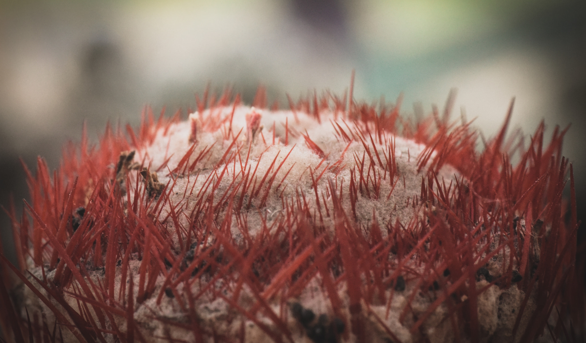 Cosina AF 100mm F3.5 Macro sample photo. Cactus photography