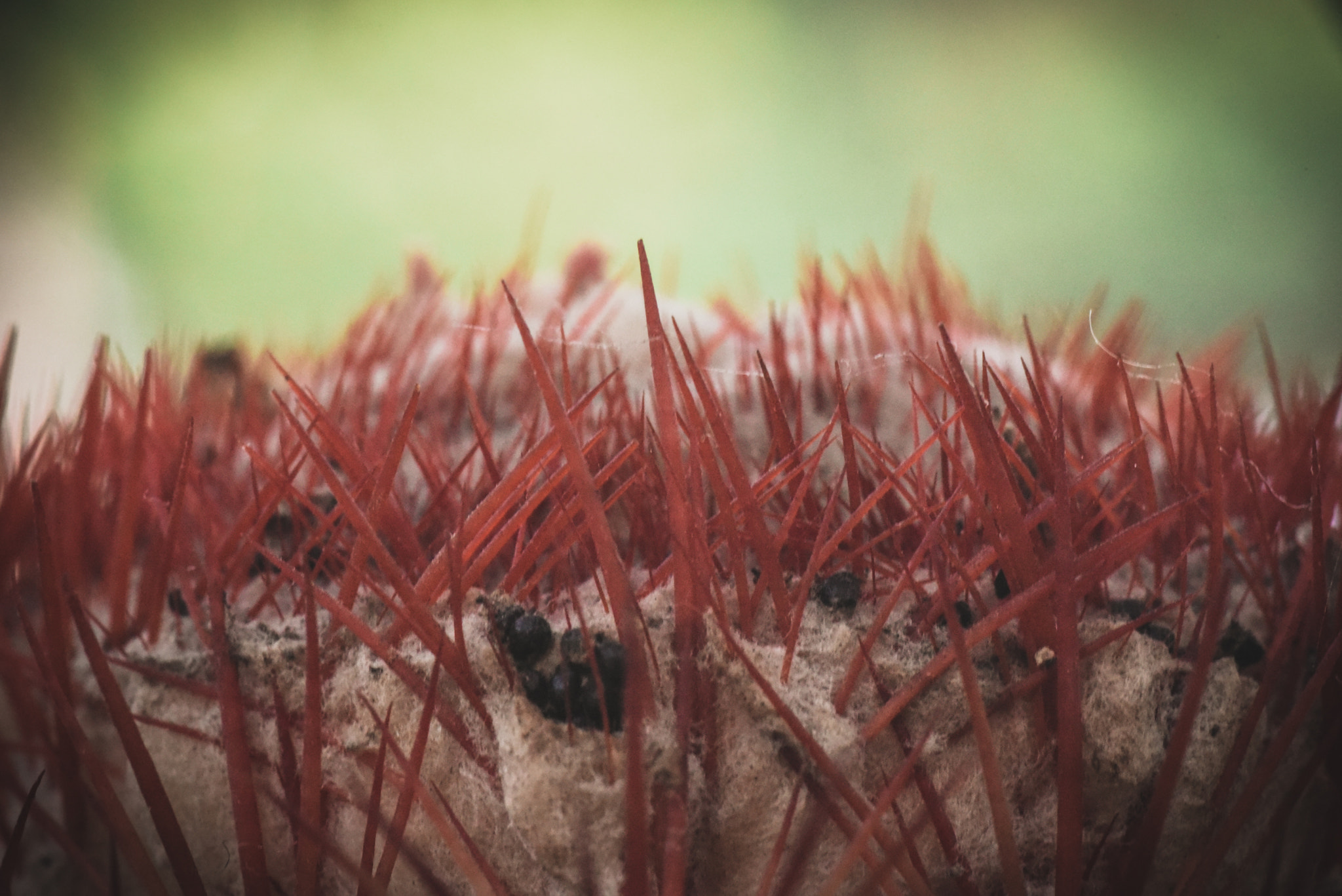 Cosina AF 100mm F3.5 Macro sample photo. Cactus photography