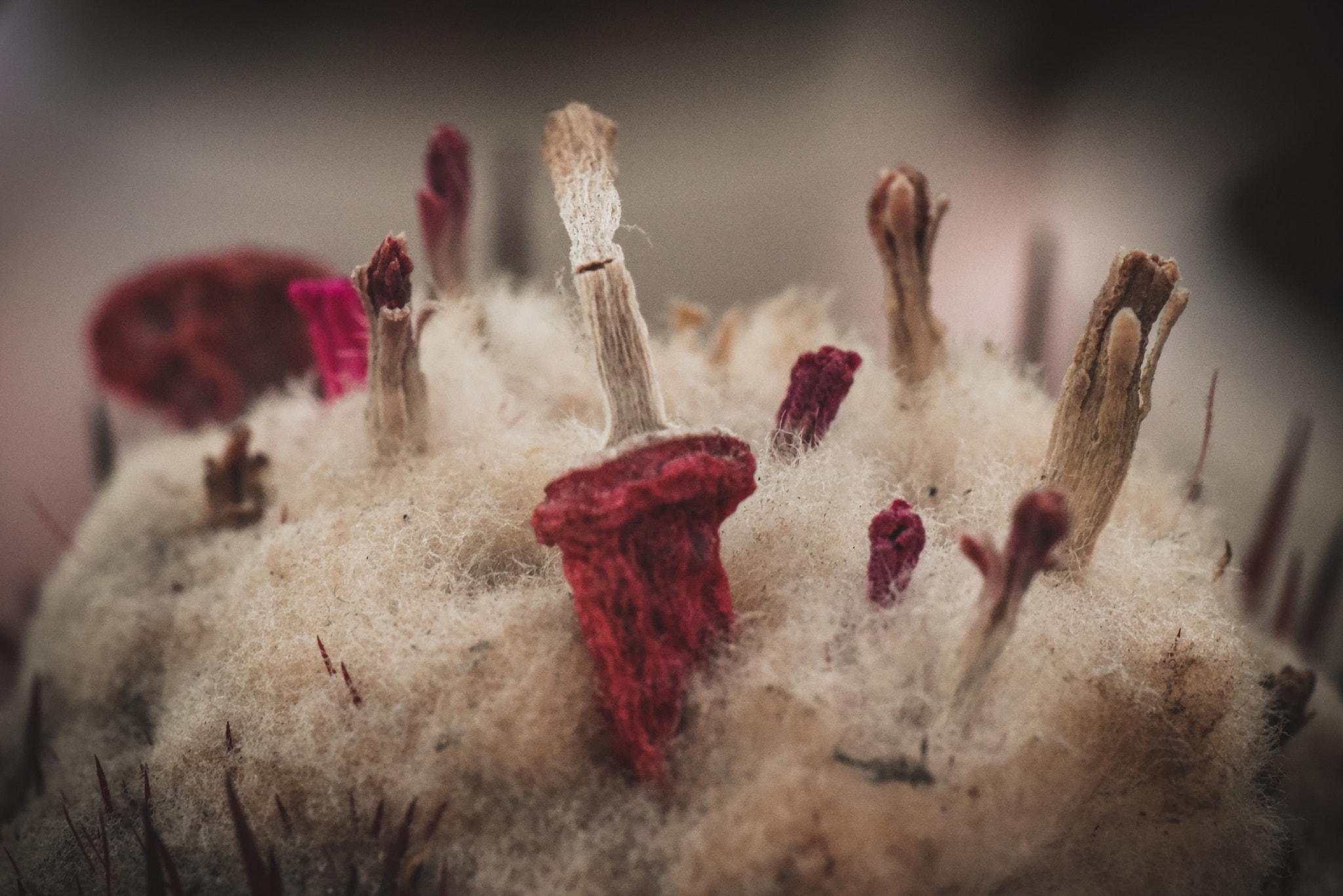 Cosina AF 100mm F3.5 Macro sample photo. Cactus photography