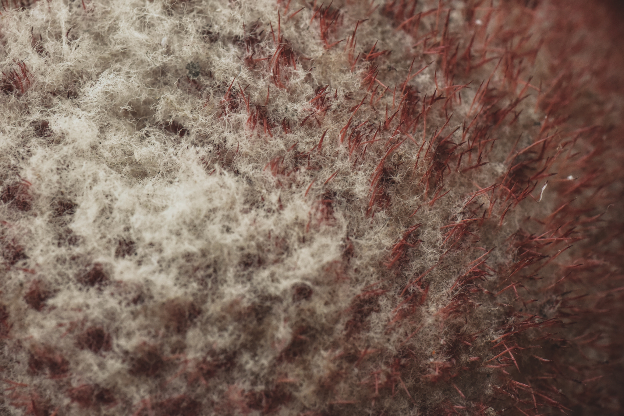 Cosina AF 100mm F3.5 Macro sample photo. Cactus photography