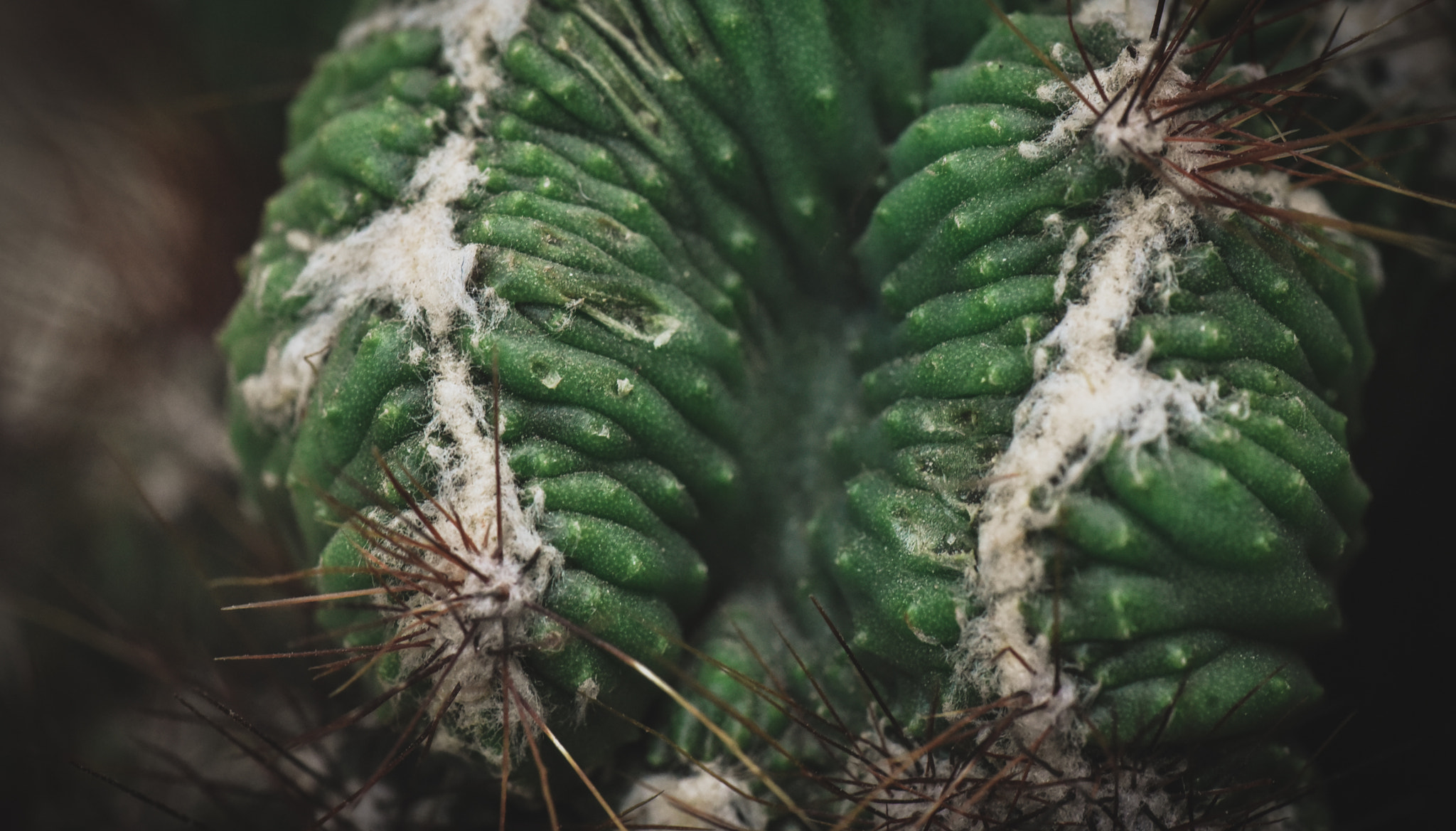 Cosina AF 100mm F3.5 Macro sample photo. Cactus photography