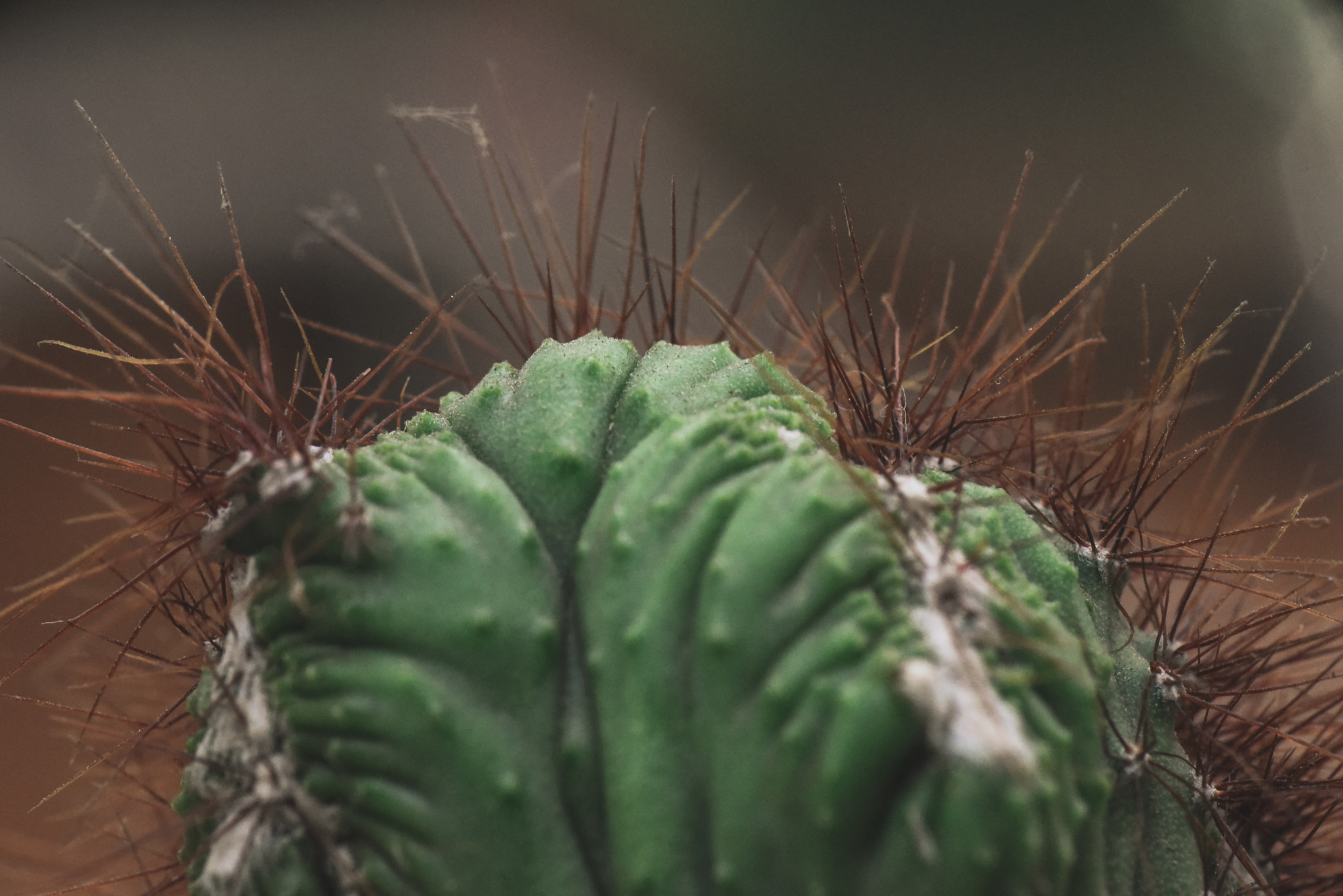 Cosina AF 100mm F3.5 Macro sample photo. Cactus photography