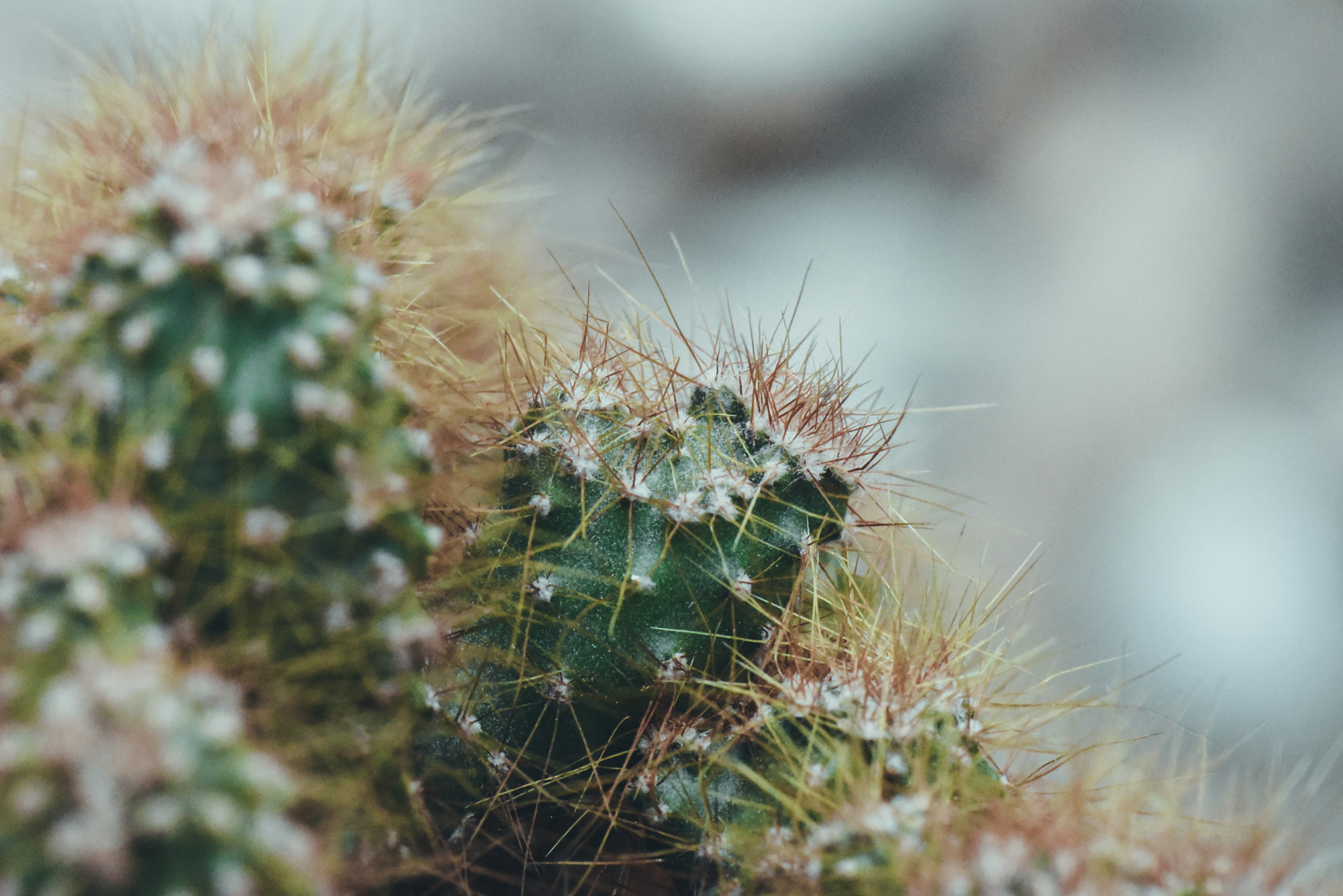 Cosina AF 100mm F3.5 Macro sample photo. Cactus photography