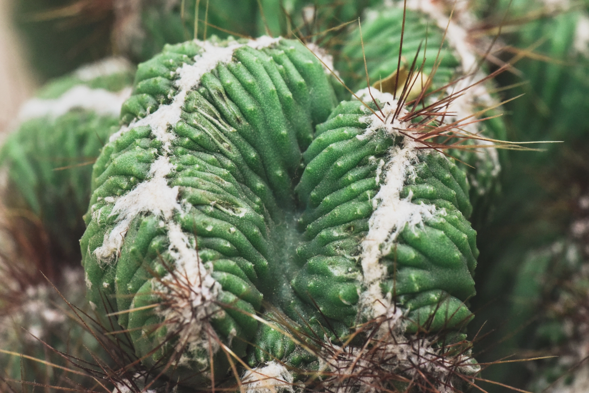 Cosina AF 100mm F3.5 Macro sample photo. Cactus photography