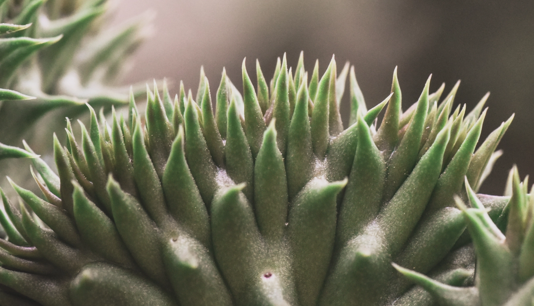 Cosina AF 100mm F3.5 Macro sample photo. Cactus photography