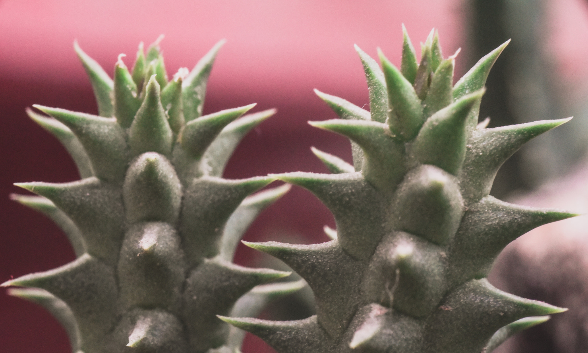 Cosina AF 100mm F3.5 Macro sample photo. Cactus photography