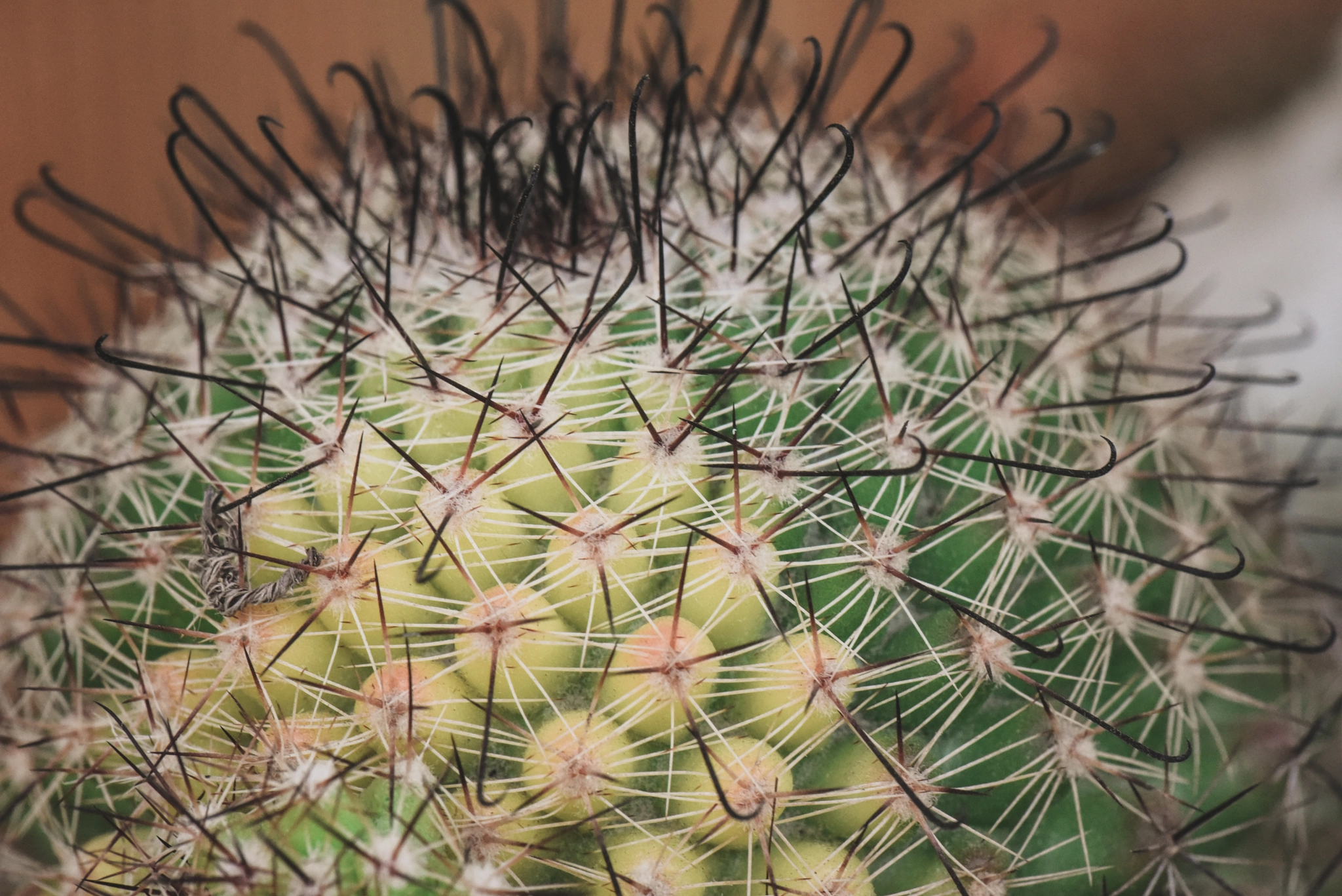 Cosina AF 100mm F3.5 Macro sample photo. Cactus photography