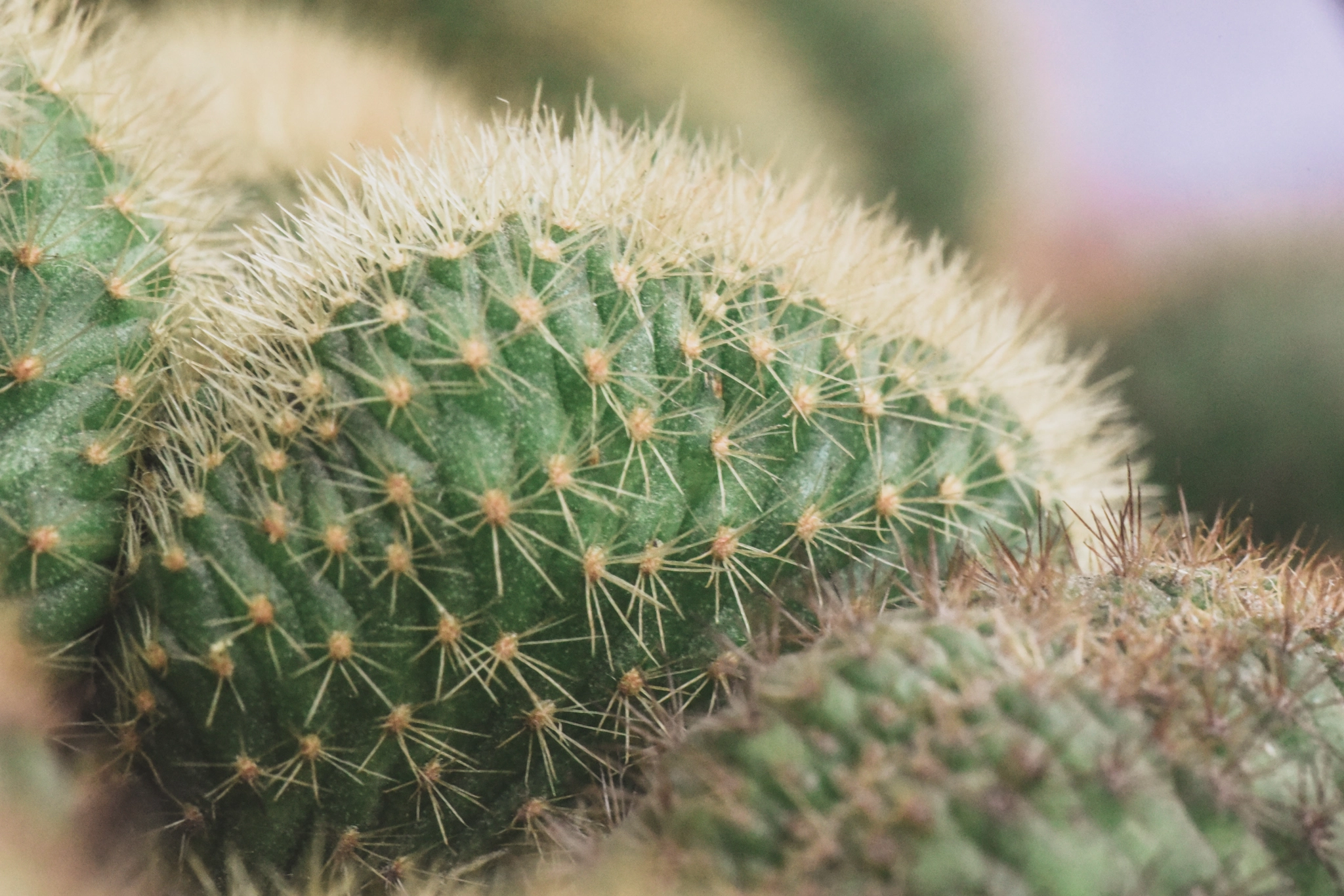 Cosina AF 100mm F3.5 Macro sample photo. Cactus photography