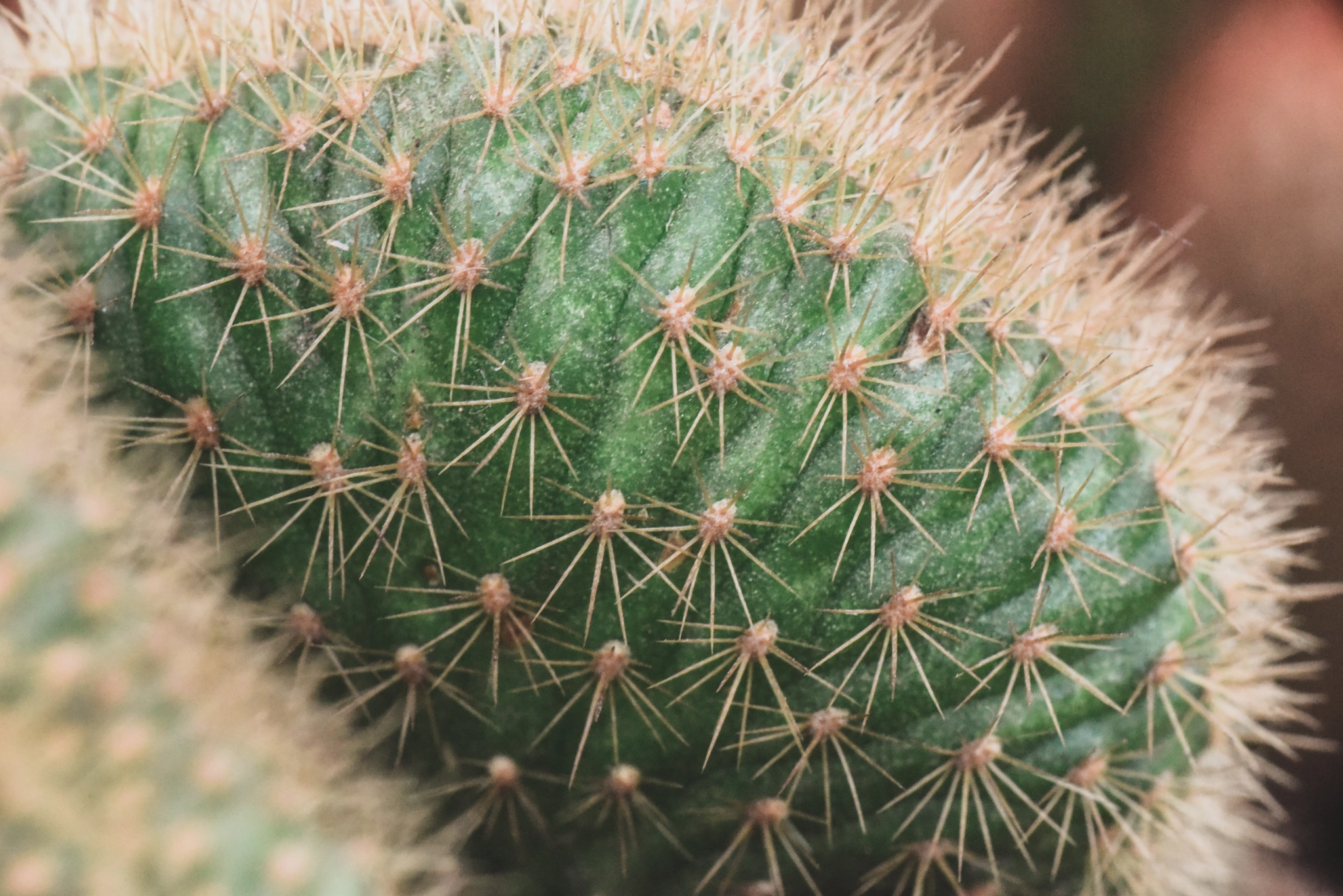 Cosina AF 100mm F3.5 Macro sample photo. Cactus photography