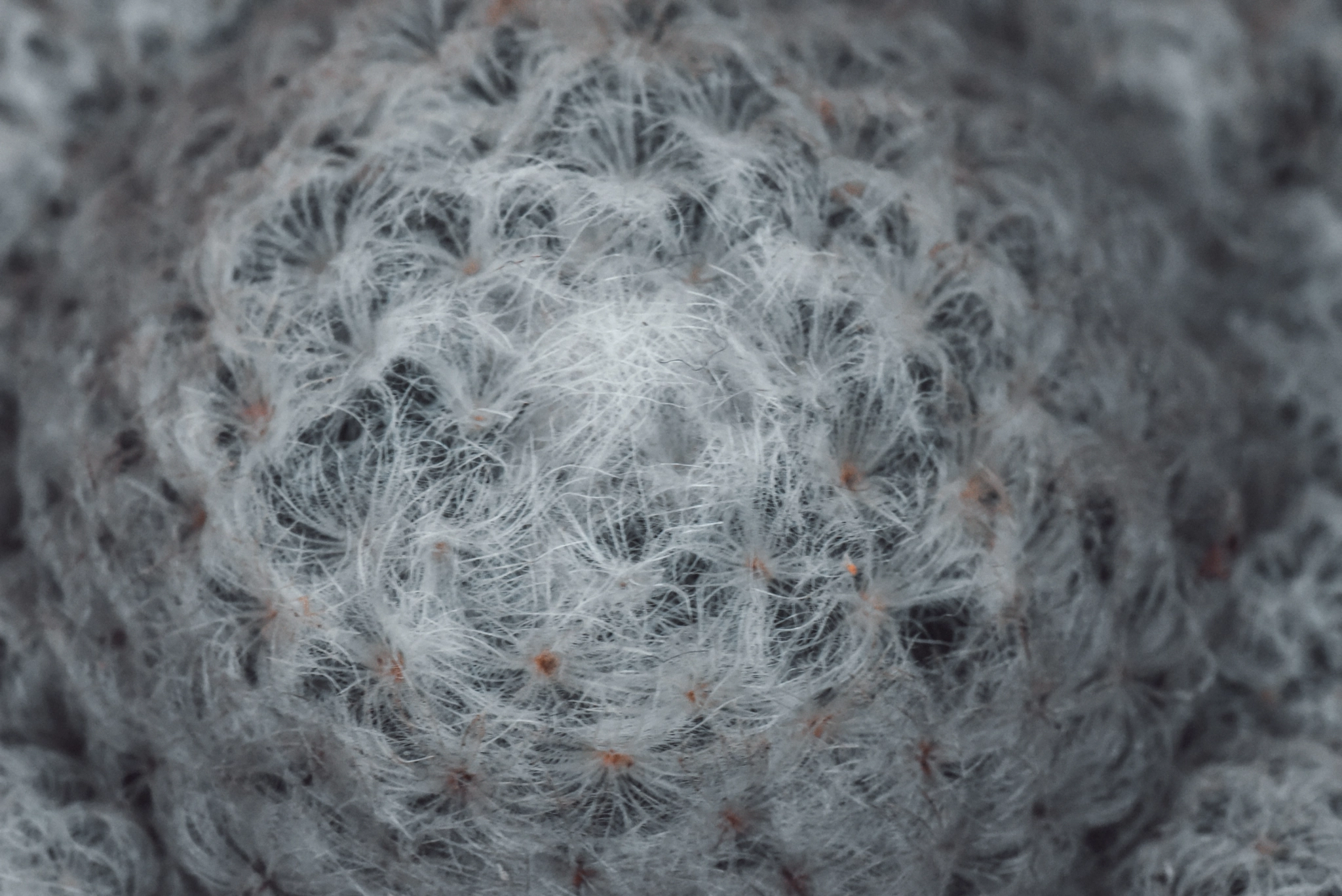 Cosina AF 100mm F3.5 Macro sample photo. Cactus photography
