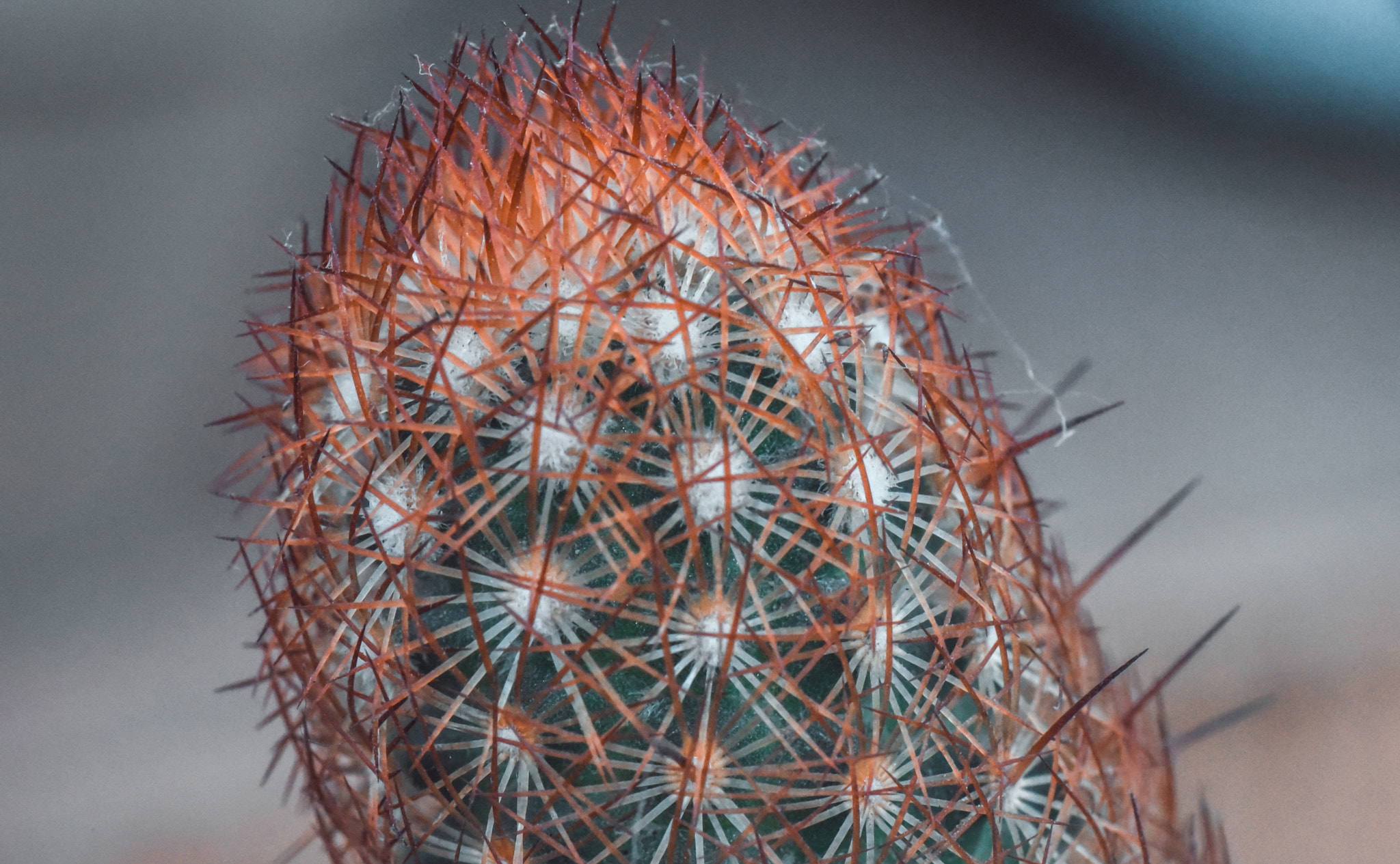 Cosina AF 100mm F3.5 Macro sample photo. Cactus photography