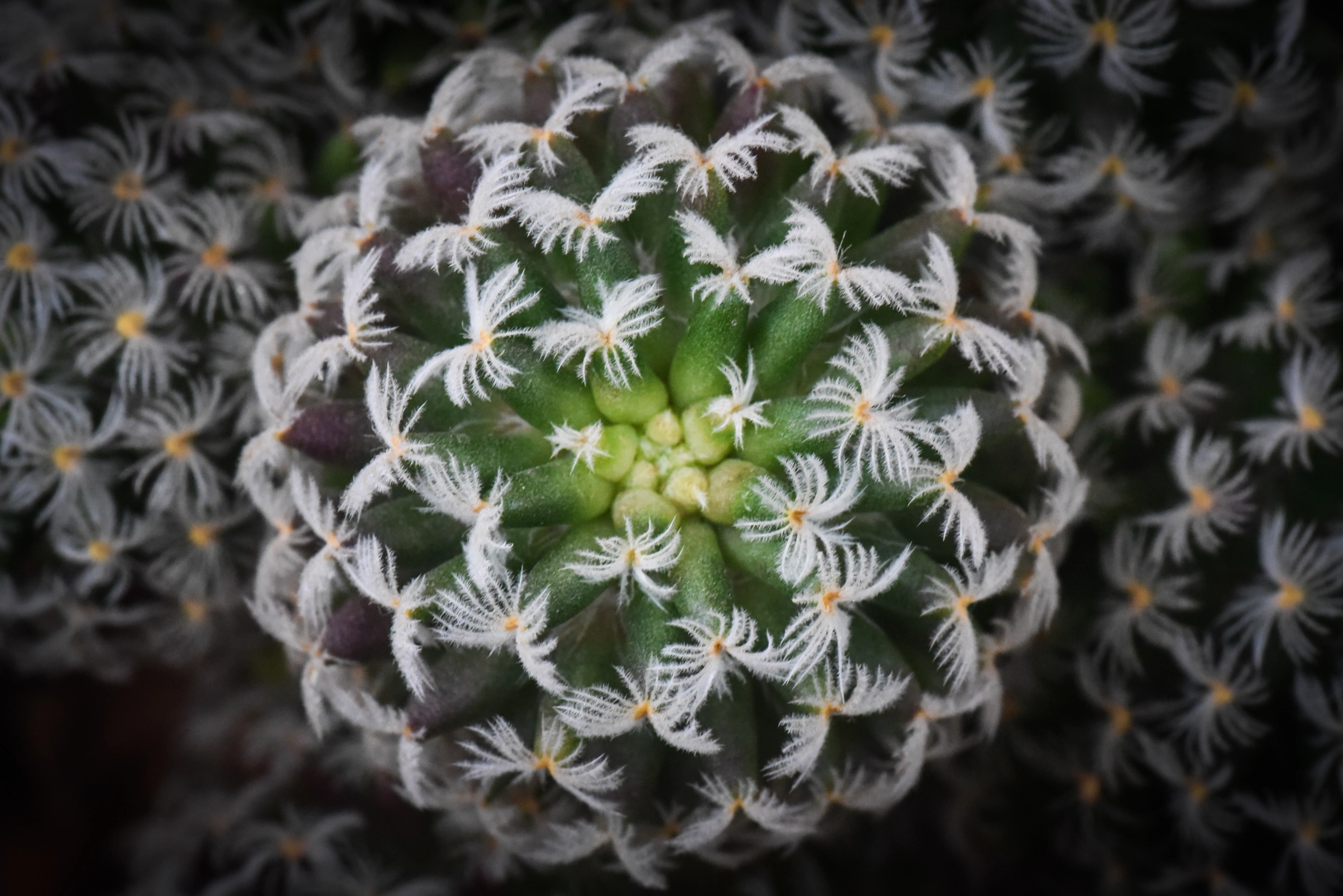 Cosina AF 100mm F3.5 Macro sample photo. Cactus photography