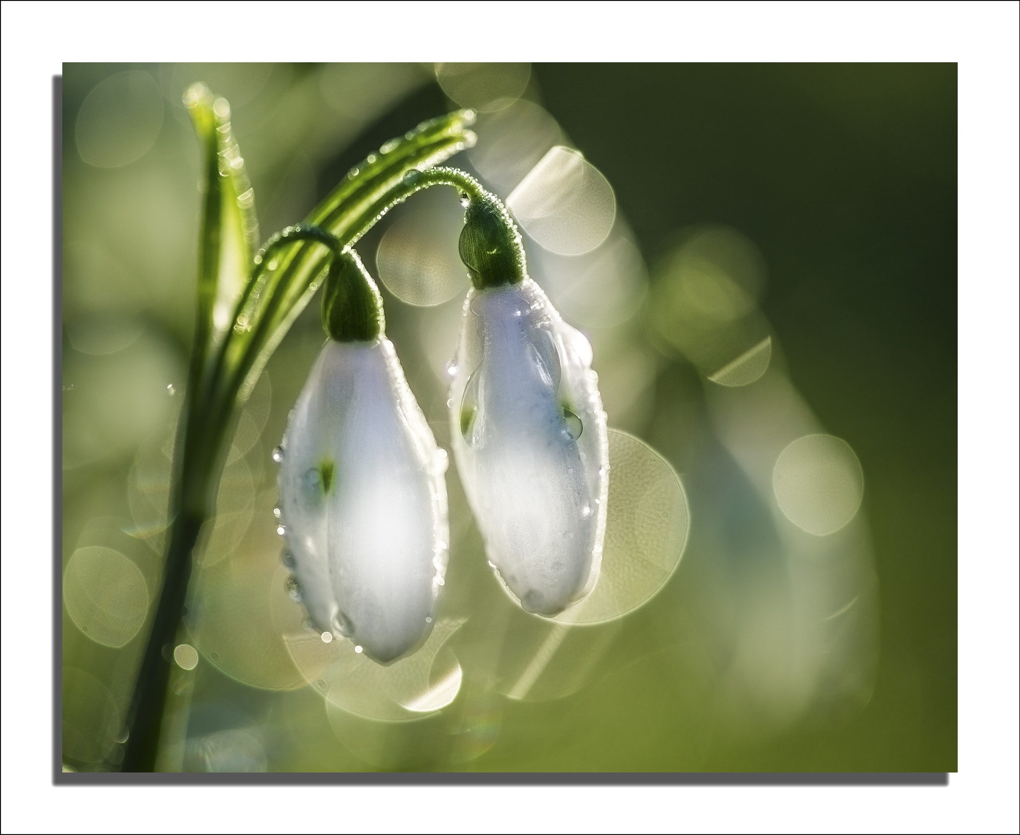Sigma 150mm F2.8 EX DG Macro HSM sample photo. Douceur photography