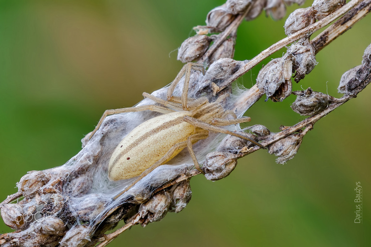 Sigma 150mm F2.8 EX DG OS Macro HSM sample photo. Just spider photography