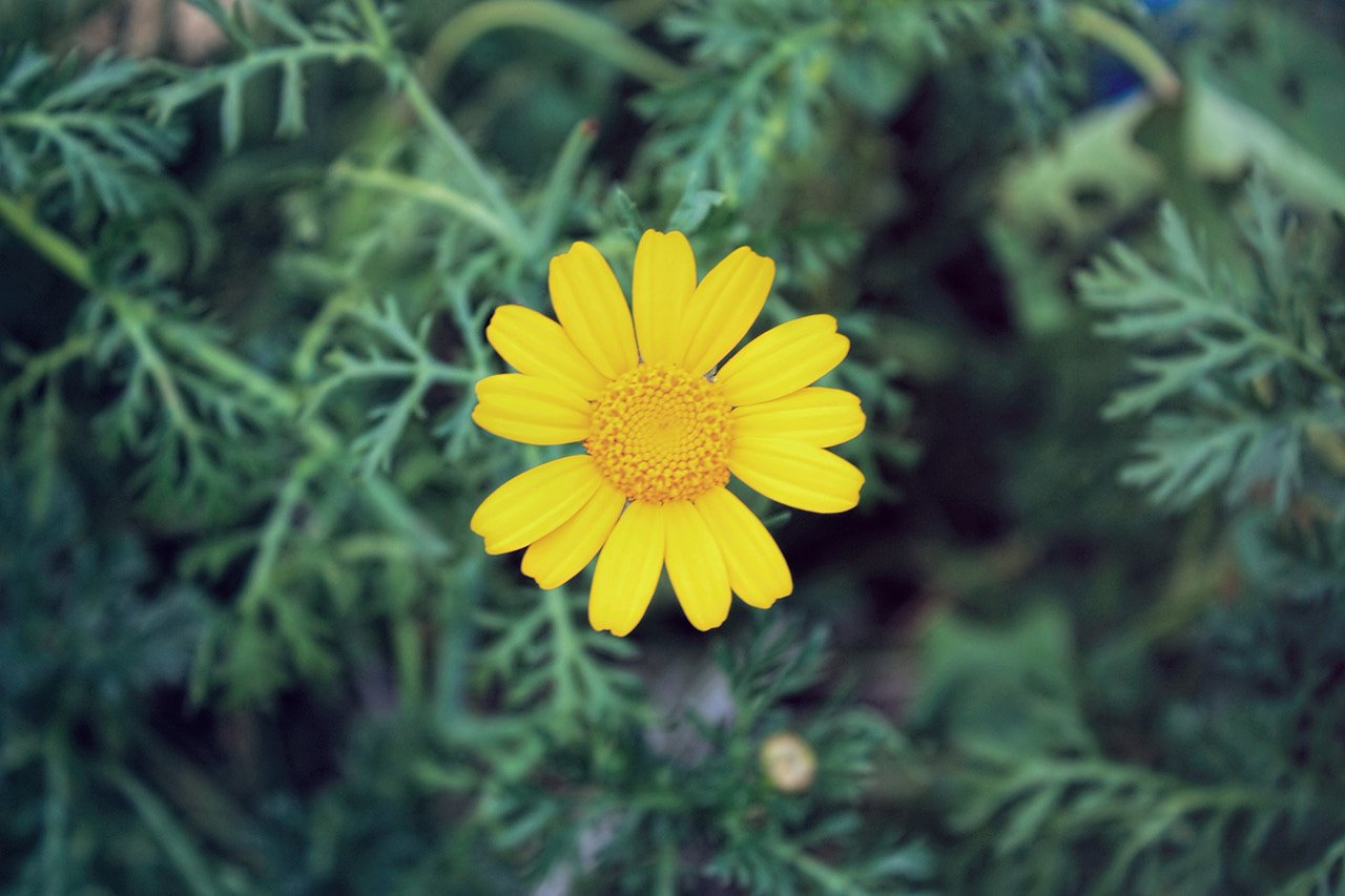 Canon EF-S 18-55mm F3.5-5.6 III sample photo. Yellow world photography