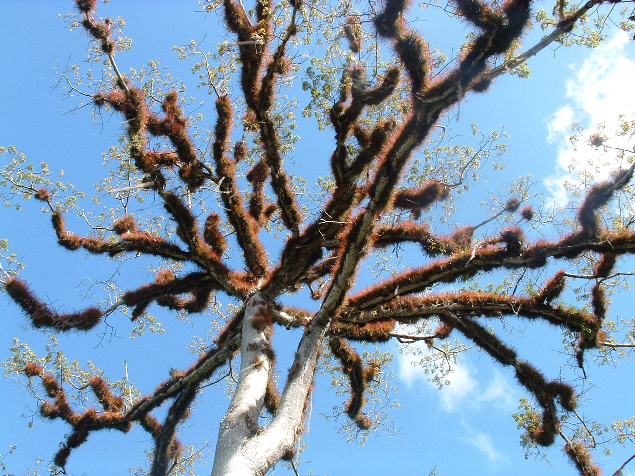 Fujifilm FinePix 3800 sample photo. A tree photography