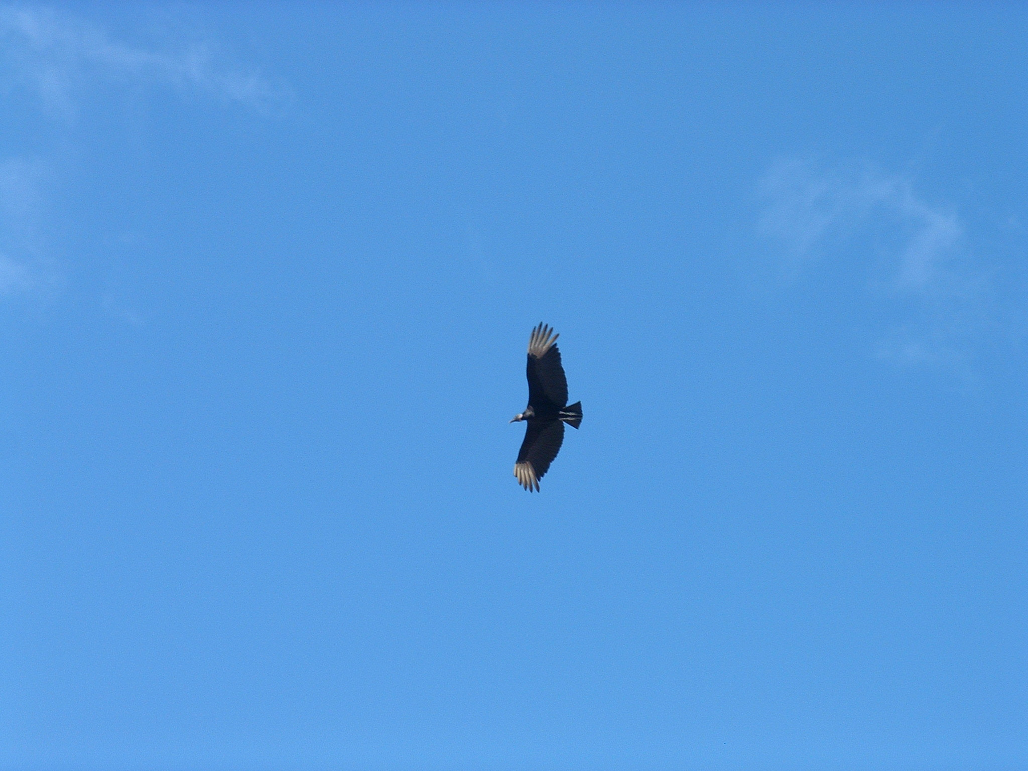 Fujifilm FinePix 3800 sample photo. Eagle flying photography