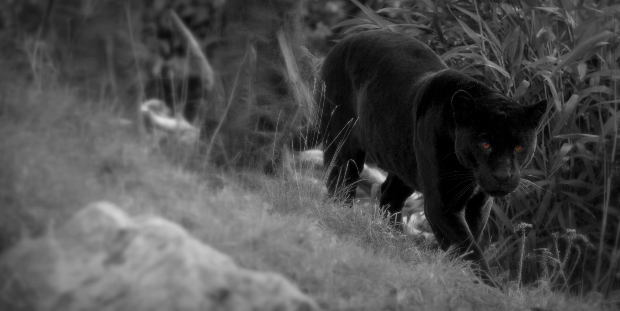 Canon EF 200mm F2.8L II USM sample photo. Jaguar hunting photography