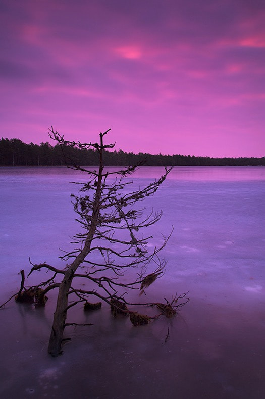 Nikon D4 sample photo. Tree photography