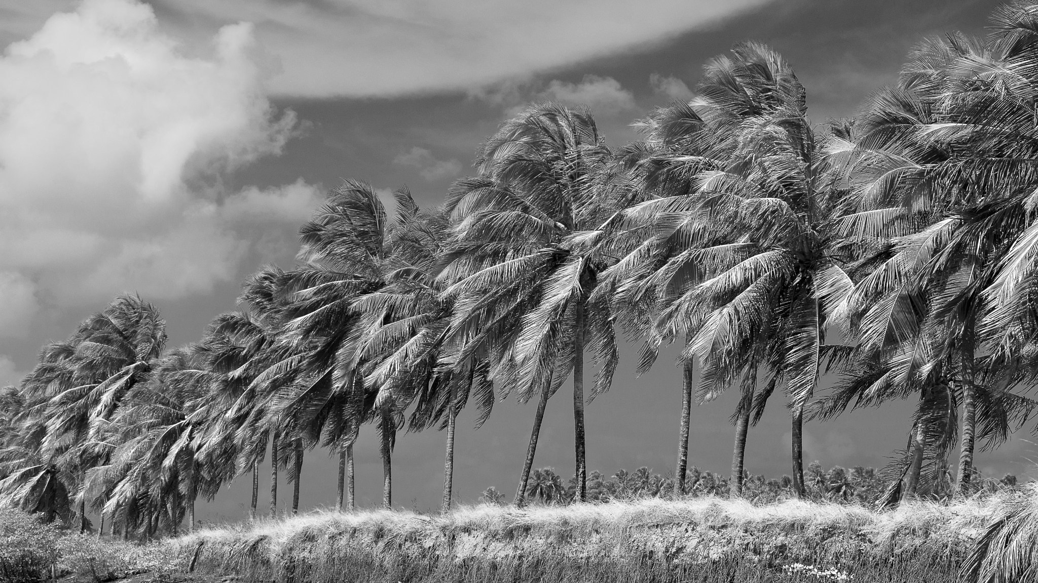 Sigma 50-150mm F2.8 EX APO DC HSM II sample photo. Wind photography