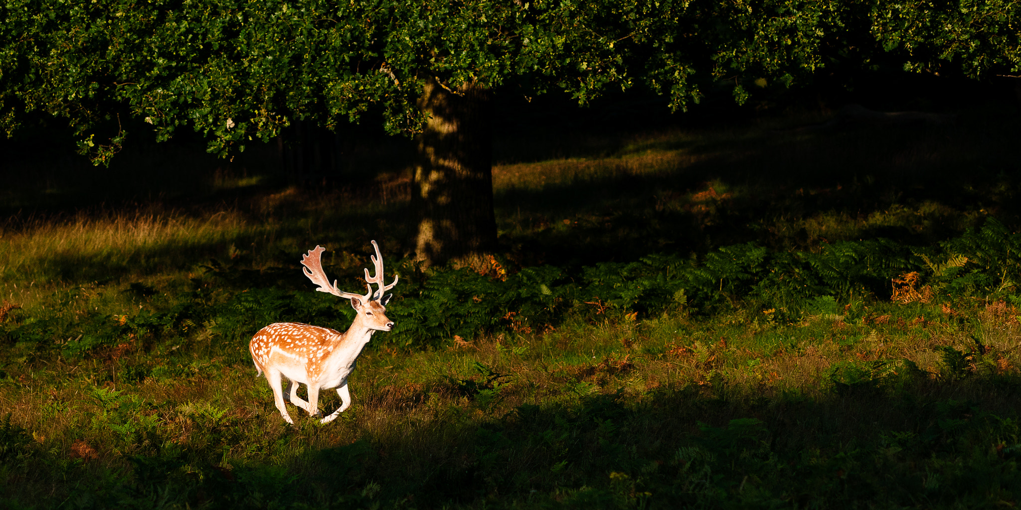 Sigma 50-150mm F2.8 EX APO DC HSM II sample photo. Run photography