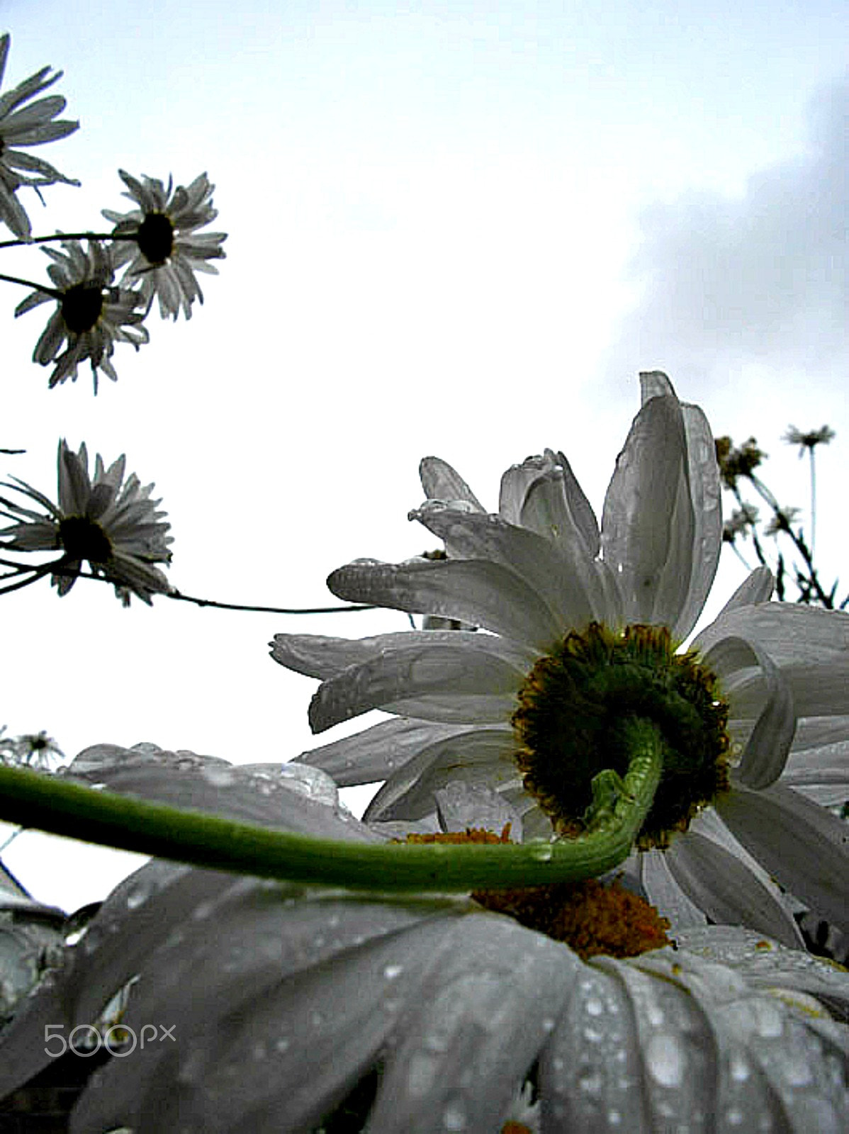 Pentax Optio E60 sample photo. Leaning on white petals photography