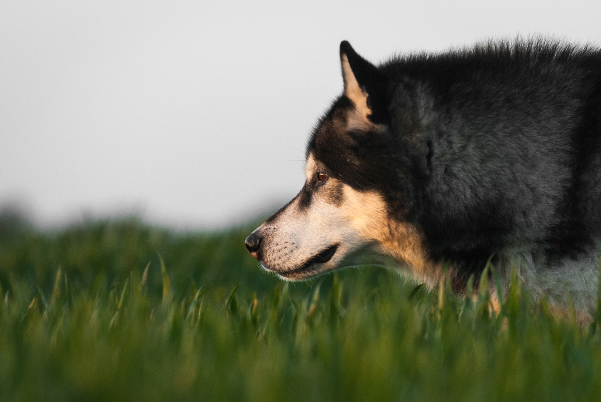 Nikon D200 sample photo. Kendo photography