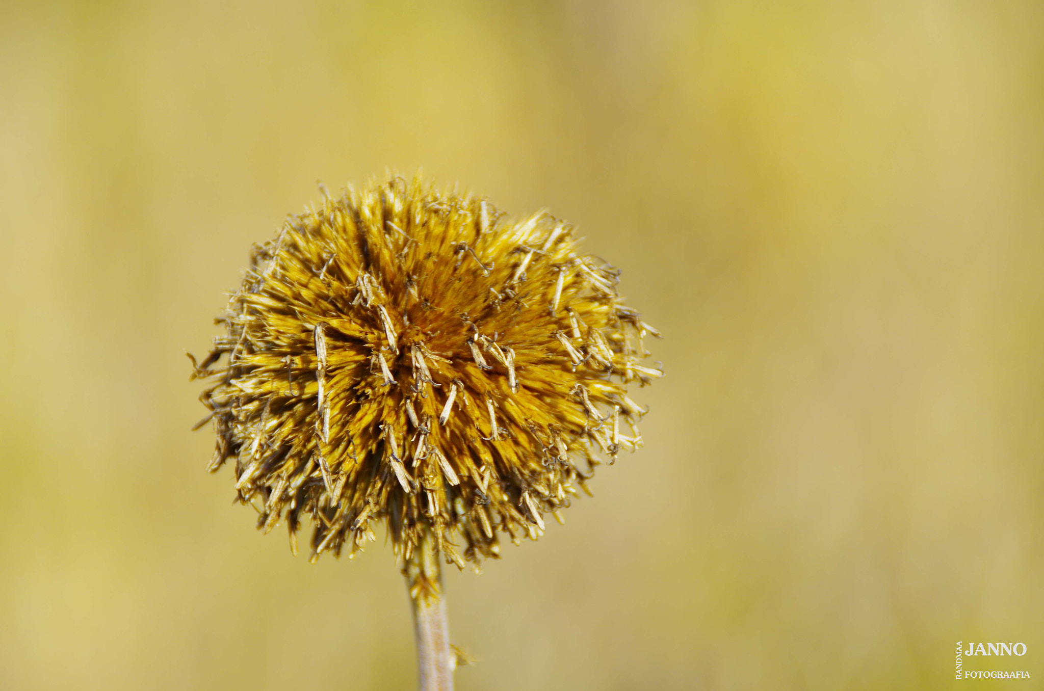 Tamron AF 18-200mm F3.5-6.3 XR Di II LD Aspherical (IF) Macro sample photo. Ball photography