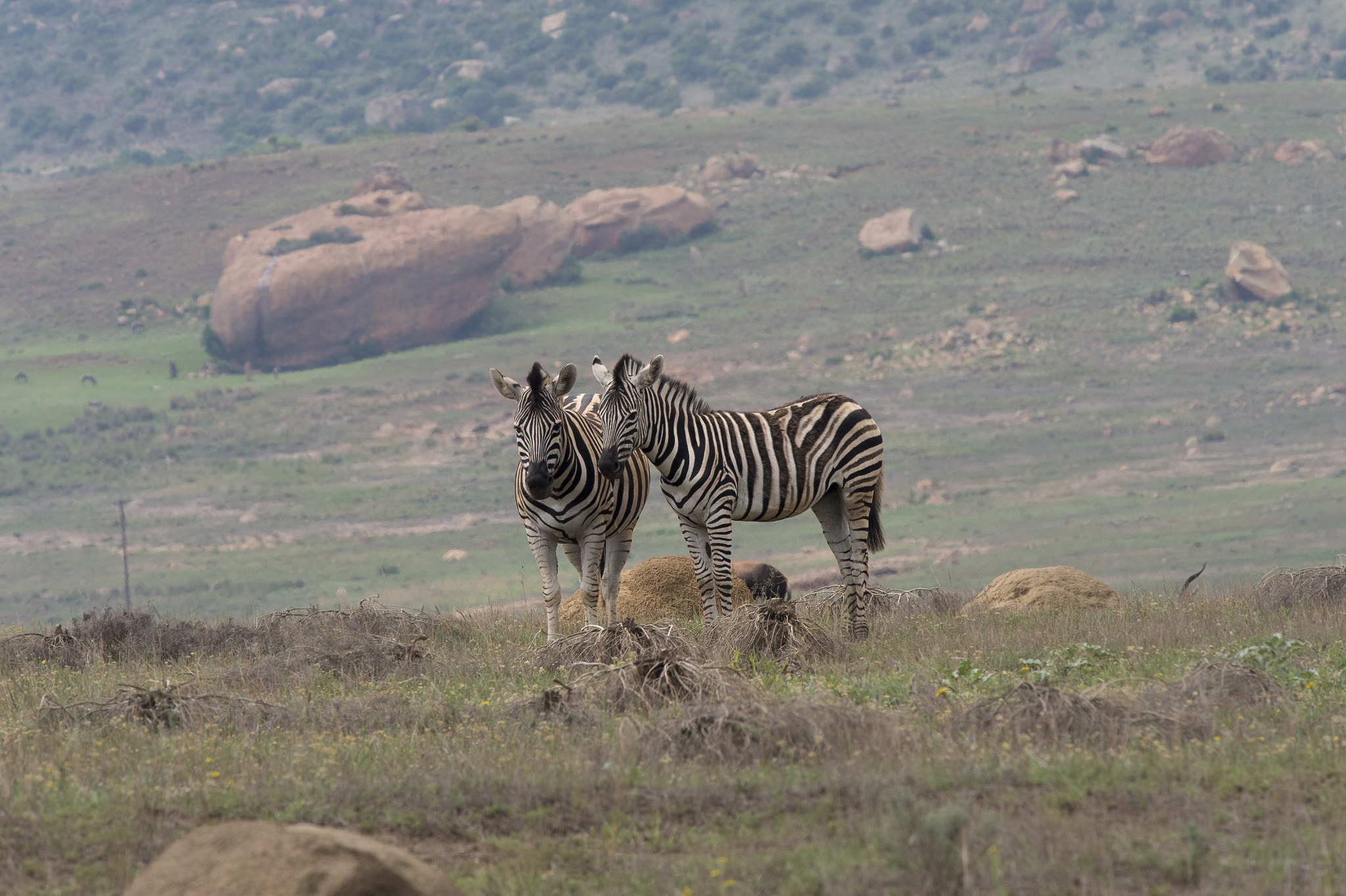 Nikon Nikkor AF-S 300mm F4E PF ED VR sample photo. Zebras, golden gate game reserve photography