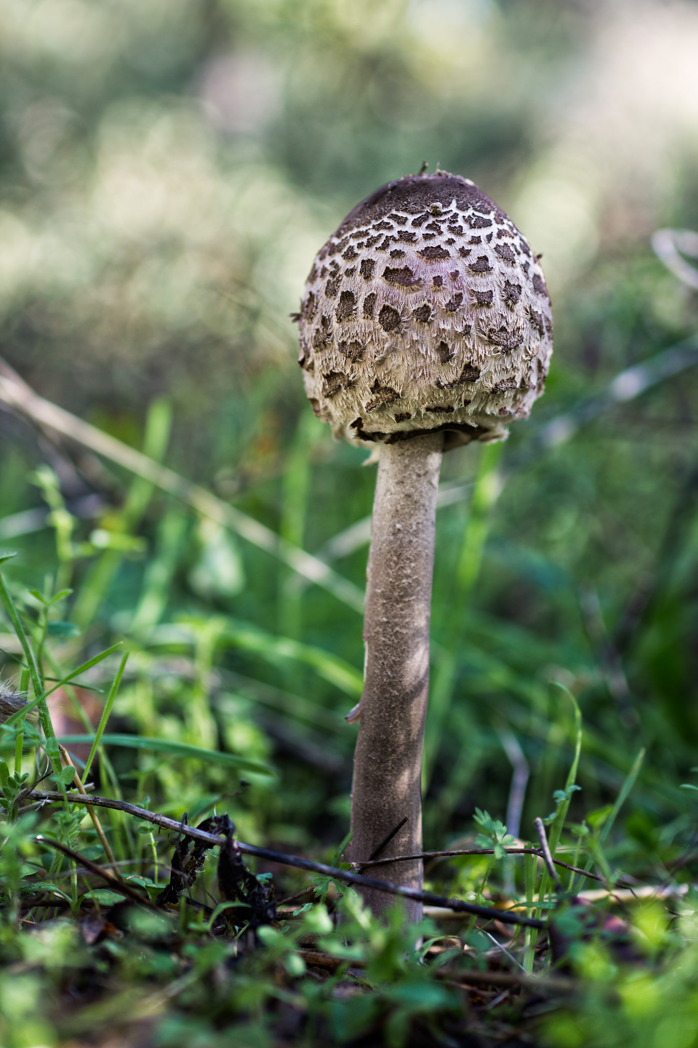 Canon EOS 60D + Sigma 50mm f/2.8 EX sample photo. Macrolepiota procera photography