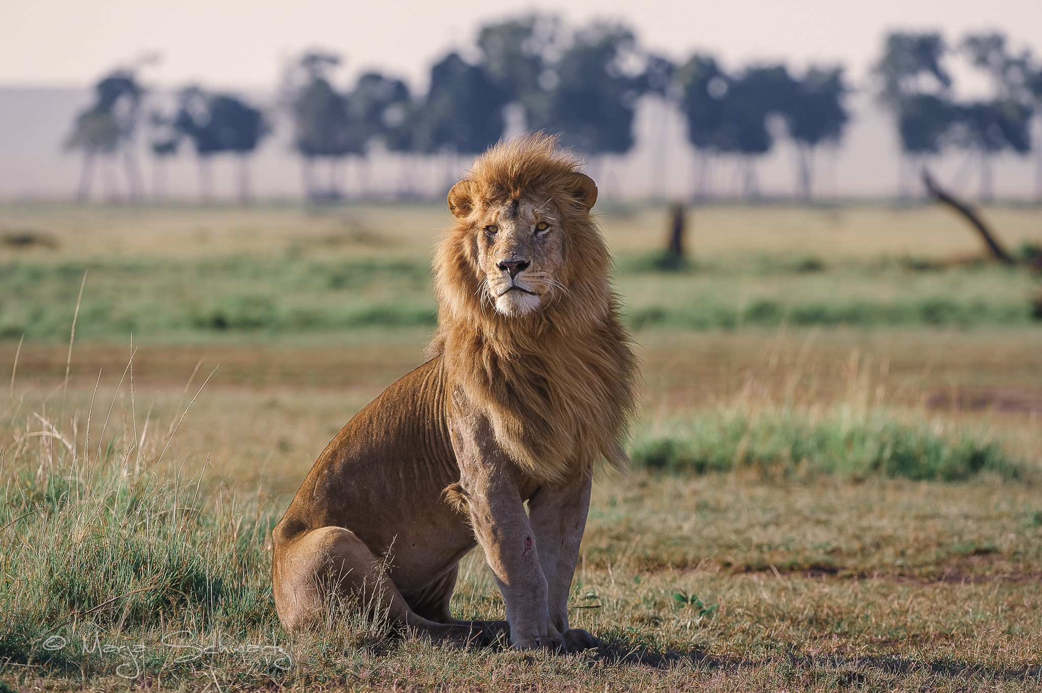 Nikon D3S sample photo. His majesty photography
